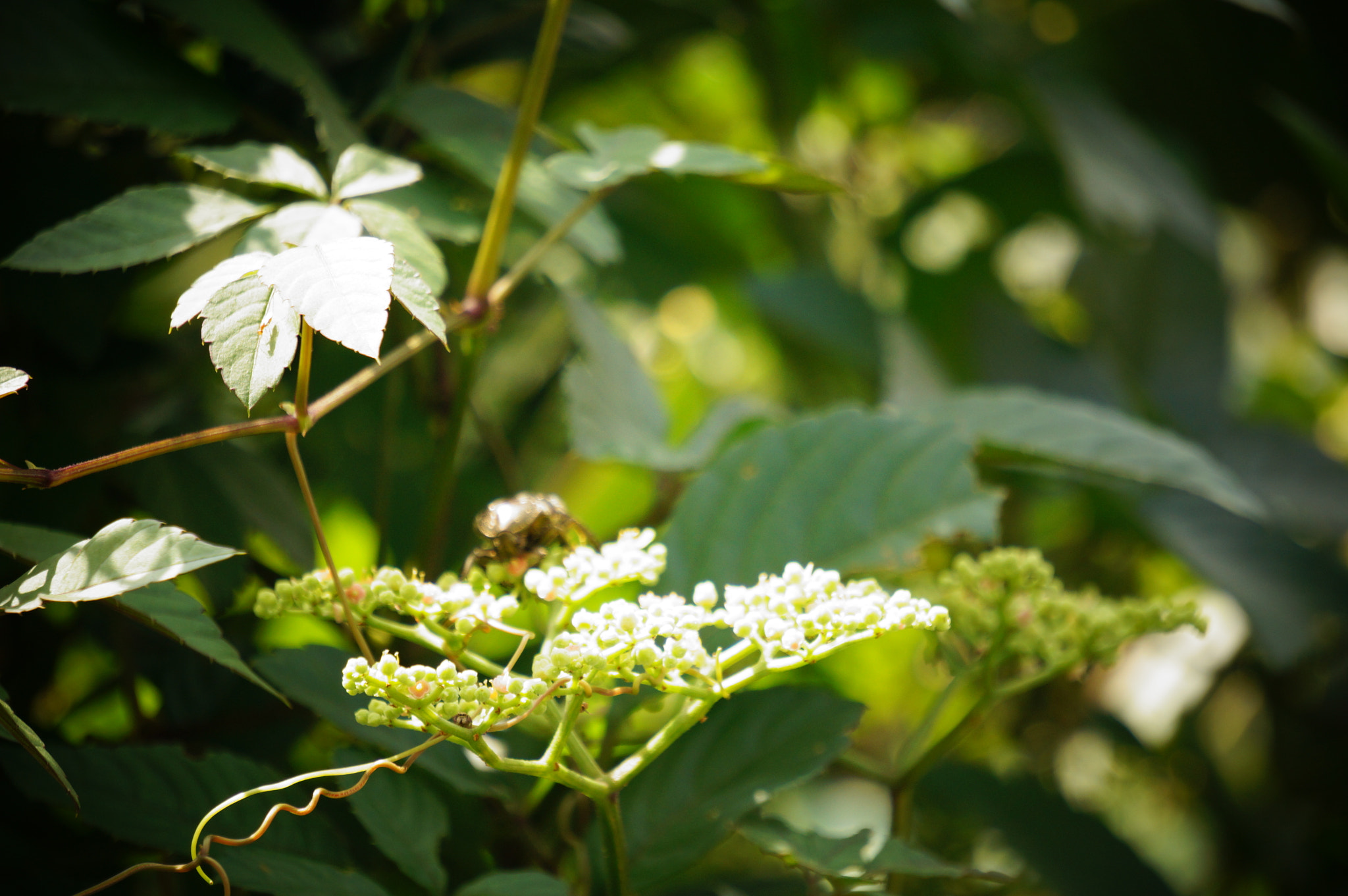 Sony Alpha NEX-5R sample photo. Feast photography