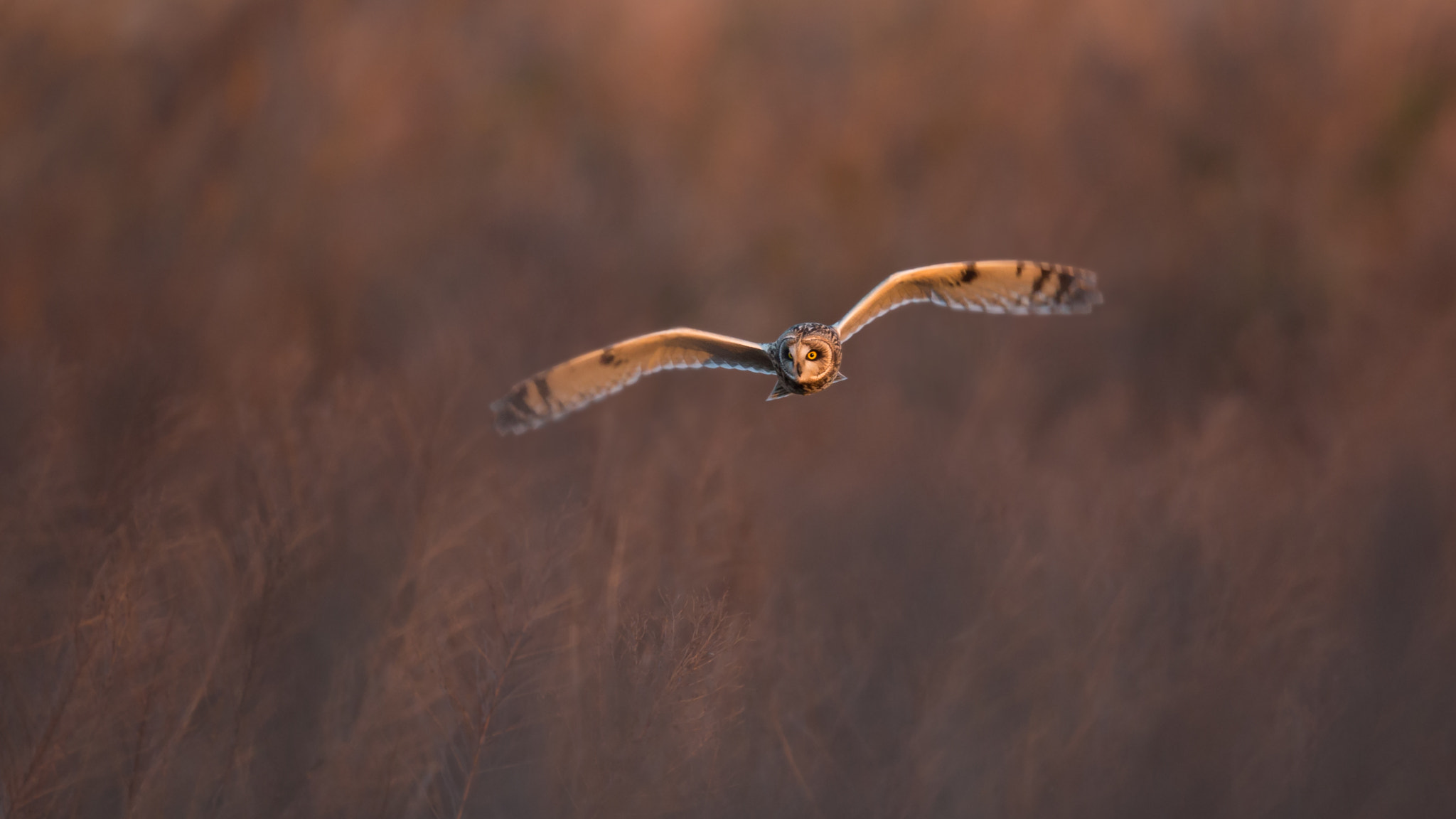 Canon EF 800mm F5.6L IS USM sample photo. 茜色に染めて photography