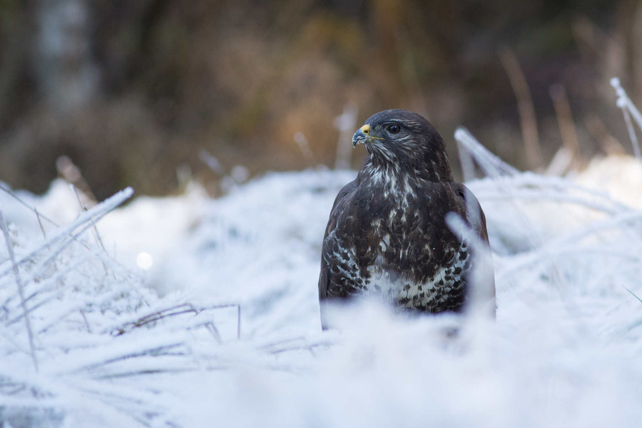 Canon EF 400mm F5.6L USM sample photo. Káně lesní (buteo buteo) photography
