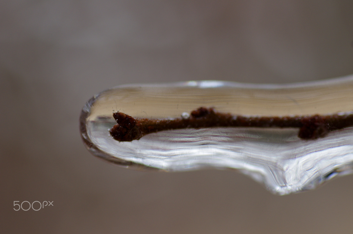 Pentax smc D-FA 100mm F2.8 Macro WR sample photo. Ice shell photography