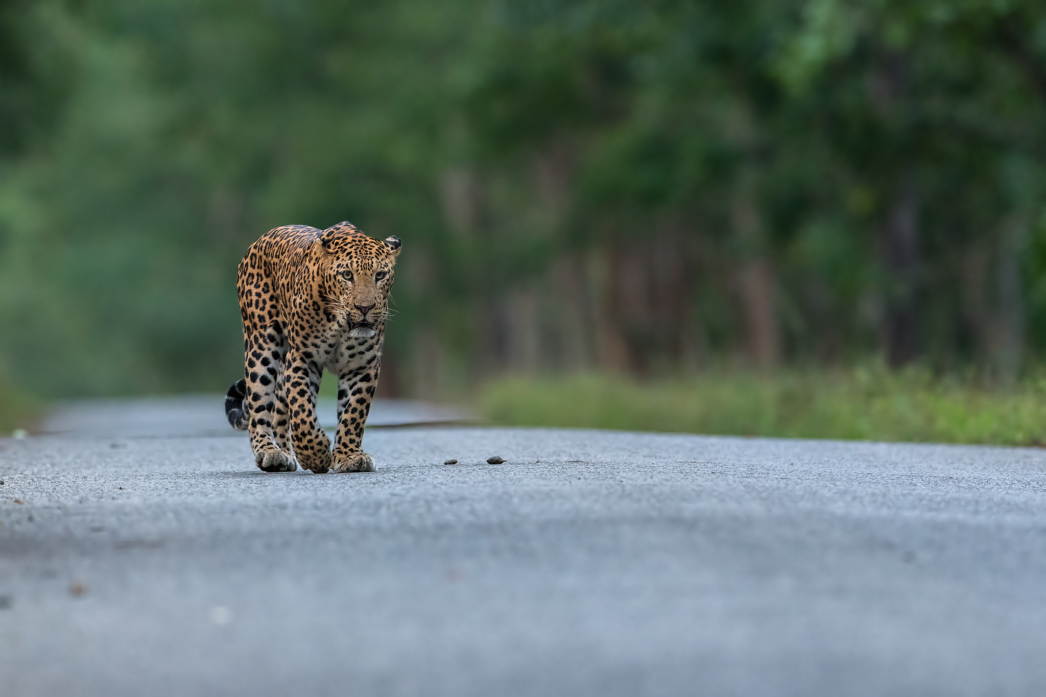 Nikon AF-S Nikkor 600mm F4E FL ED VR sample photo. Keep your walk on towards your set objectives and goals! photography