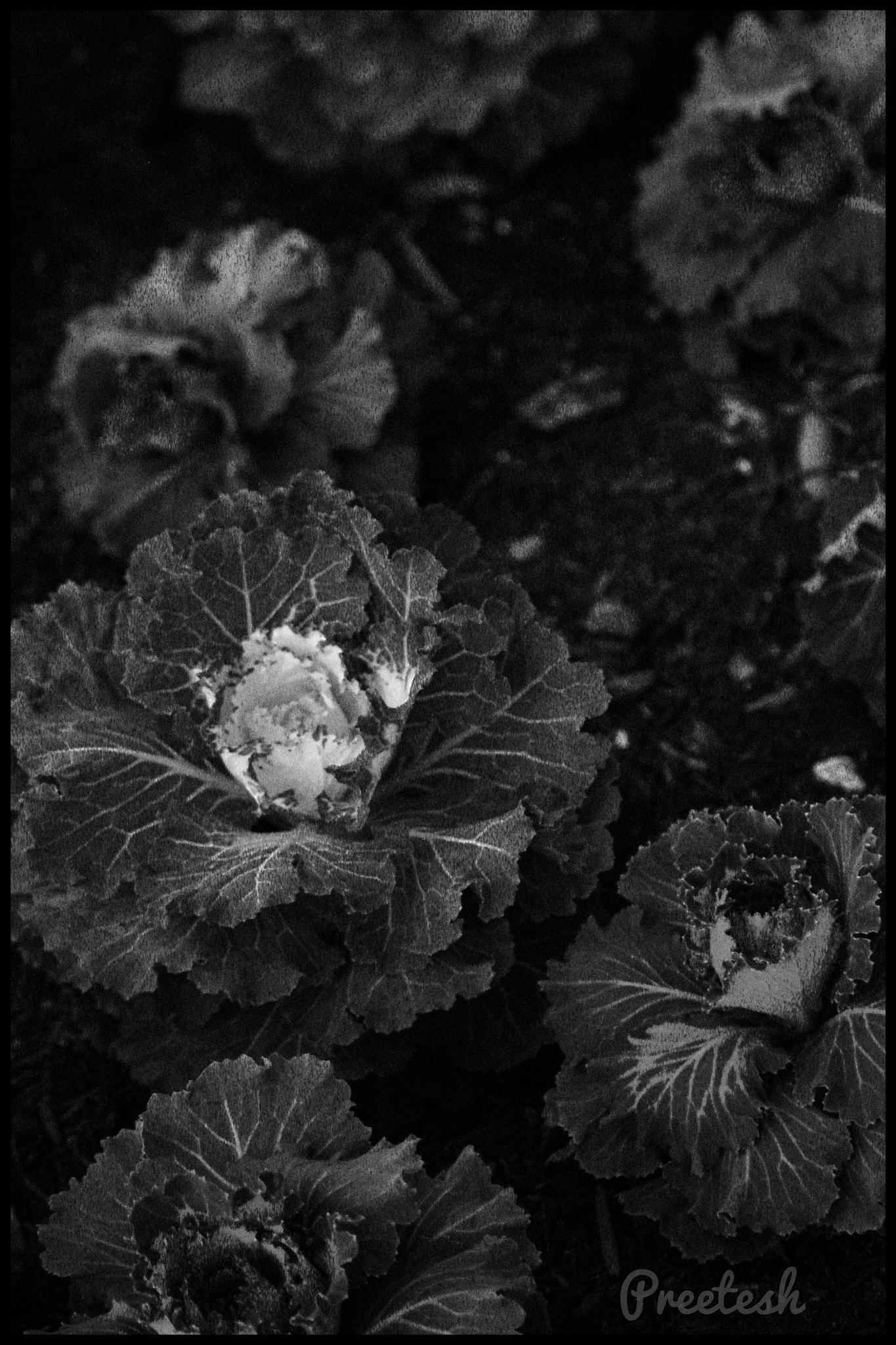 Canon EOS 600D (Rebel EOS T3i / EOS Kiss X5) sample photo. Ornamental winter plants like this cabbage gives the option of variety and colors photography