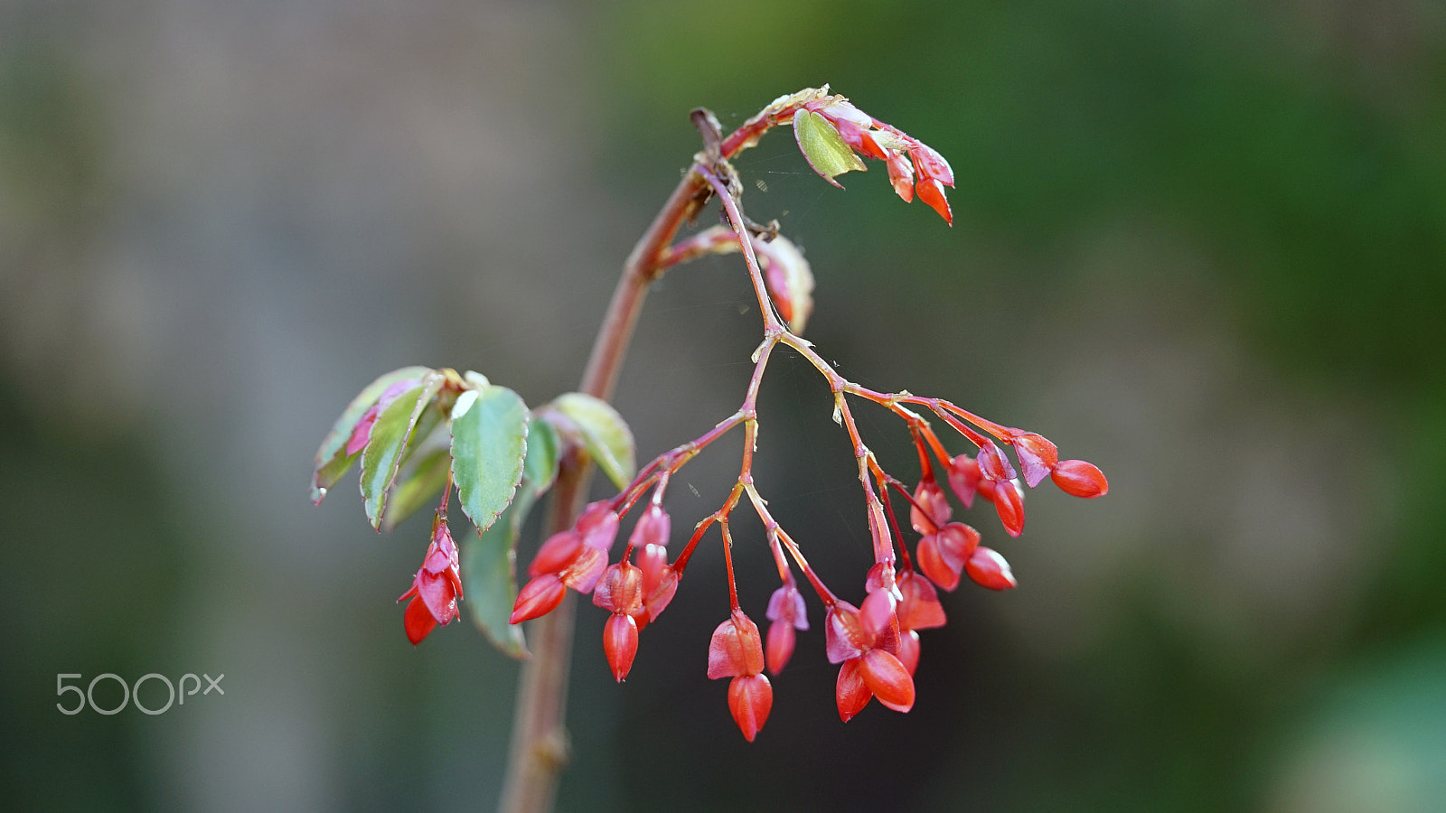 Sony a7S II + Sony FE 90mm F2.8 Macro G OSS sample photo. The passion photography