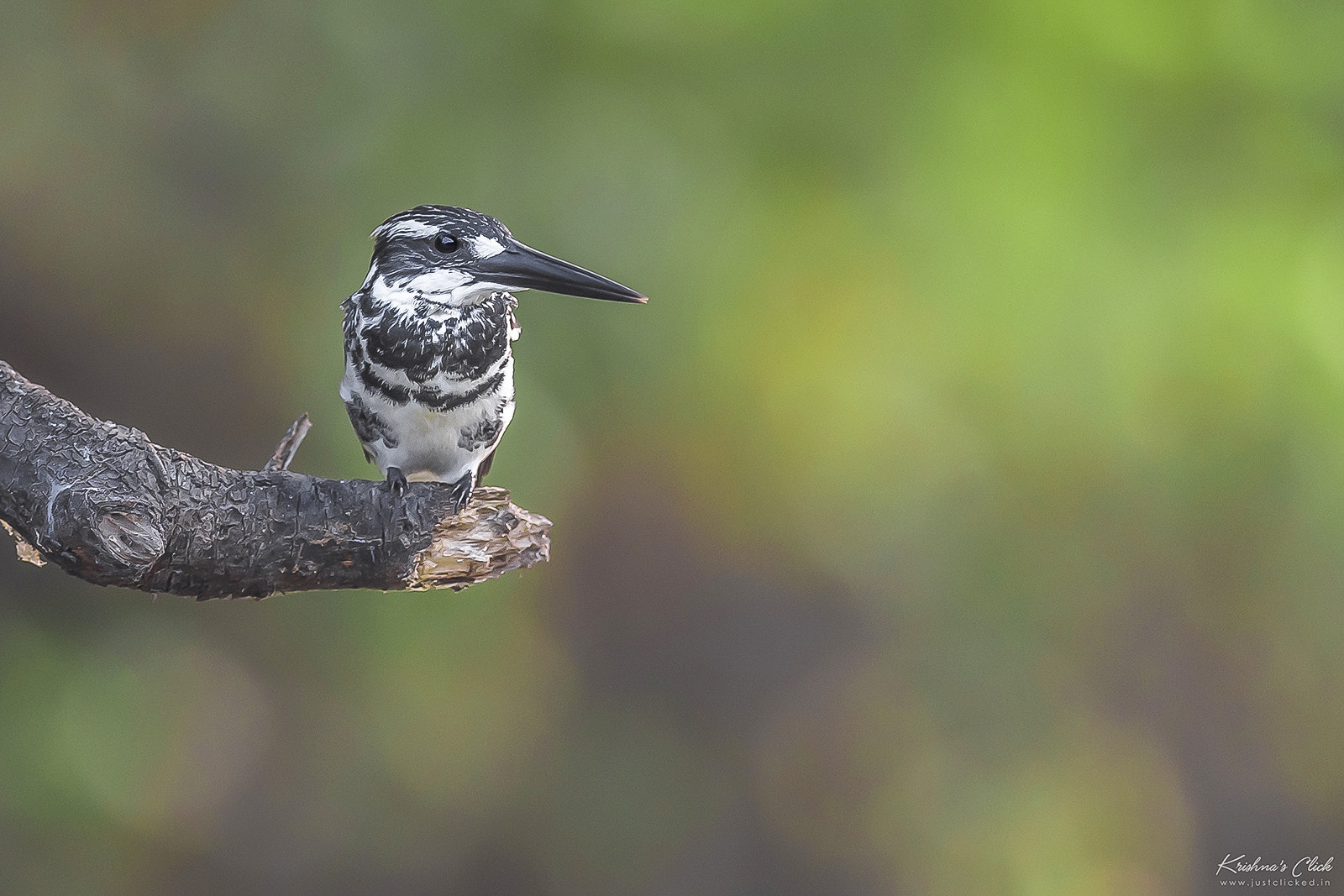 Nikon AF-S Nikkor 400mm F2.8E FL ED VR sample photo. Pied kingfisher photography