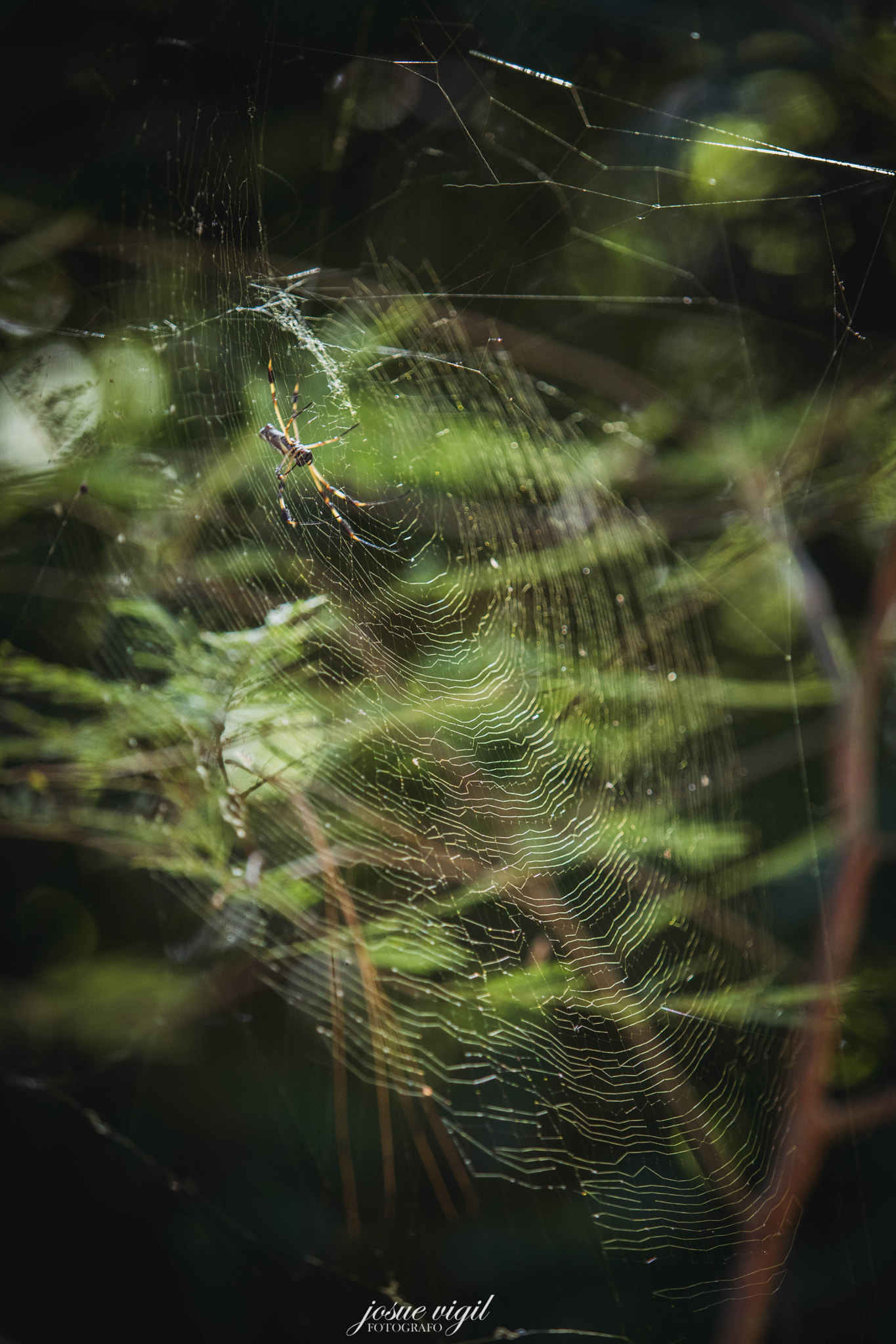 Canon EF 70-200mm F2.8L IS USM sample photo. Spider photography