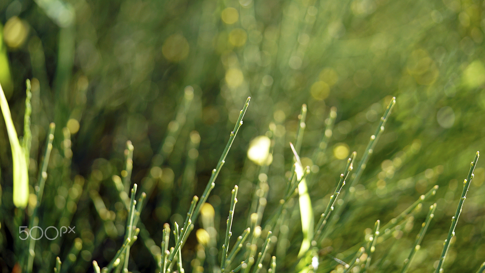 Sony a7S II + Sony FE 90mm F2.8 Macro G OSS sample photo. Socal 0101 photography