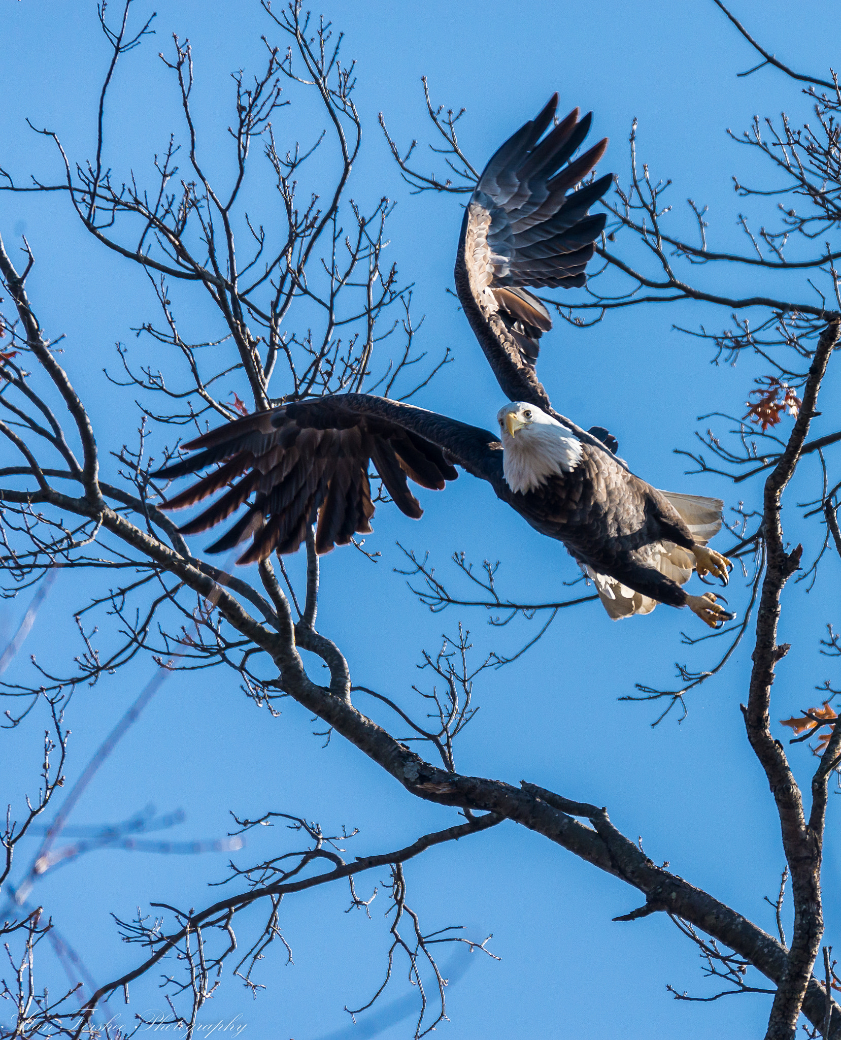 Nikon AF-S Nikkor 200-500mm F5.6E ED VR sample photo. Eagles photography