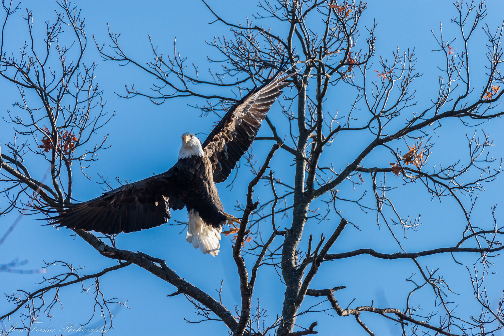 Nikon AF-S Nikkor 200-500mm F5.6E ED VR sample photo. Eagles photography