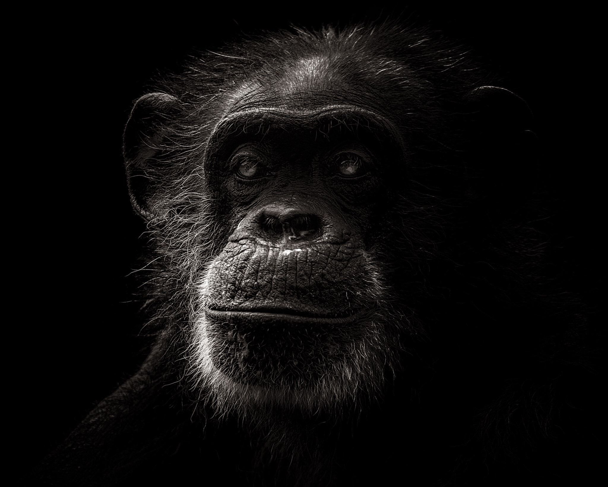 Tamron SP 150-600mm F5-6.3 Di VC USD sample photo. Chimpanzee photography
