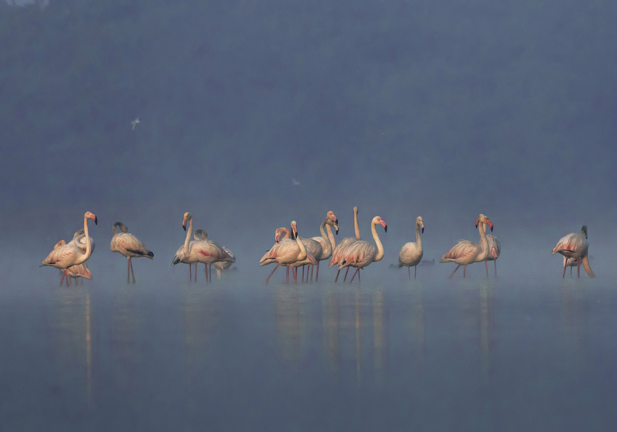 Canon EOS 70D + Sigma 50-500mm F4.5-6.3 DG OS HSM sample photo. Foggy flamingos photography
