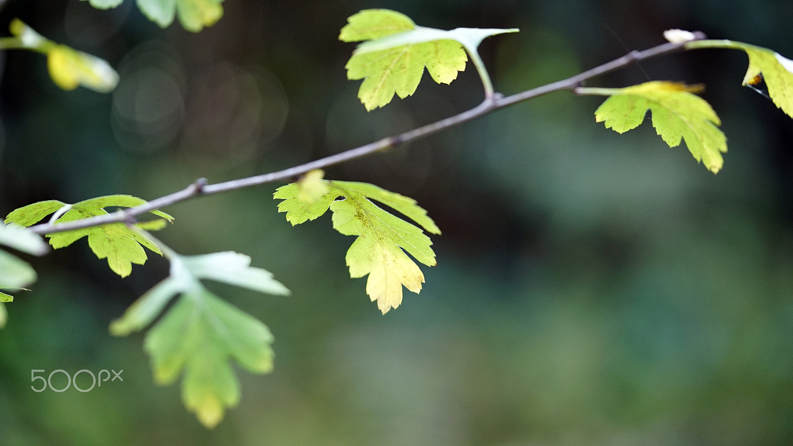 Sony a7S II + Sony FE 90mm F2.8 Macro G OSS sample photo. Arboria photography