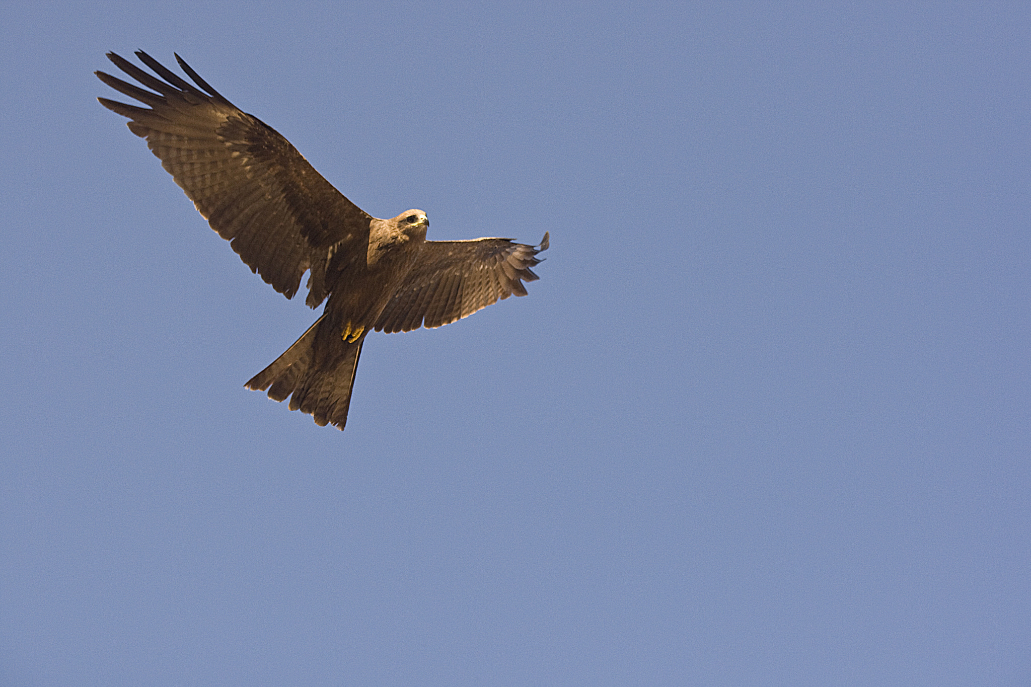 Canon EOS-1D Mark III sample photo. Freedom photography