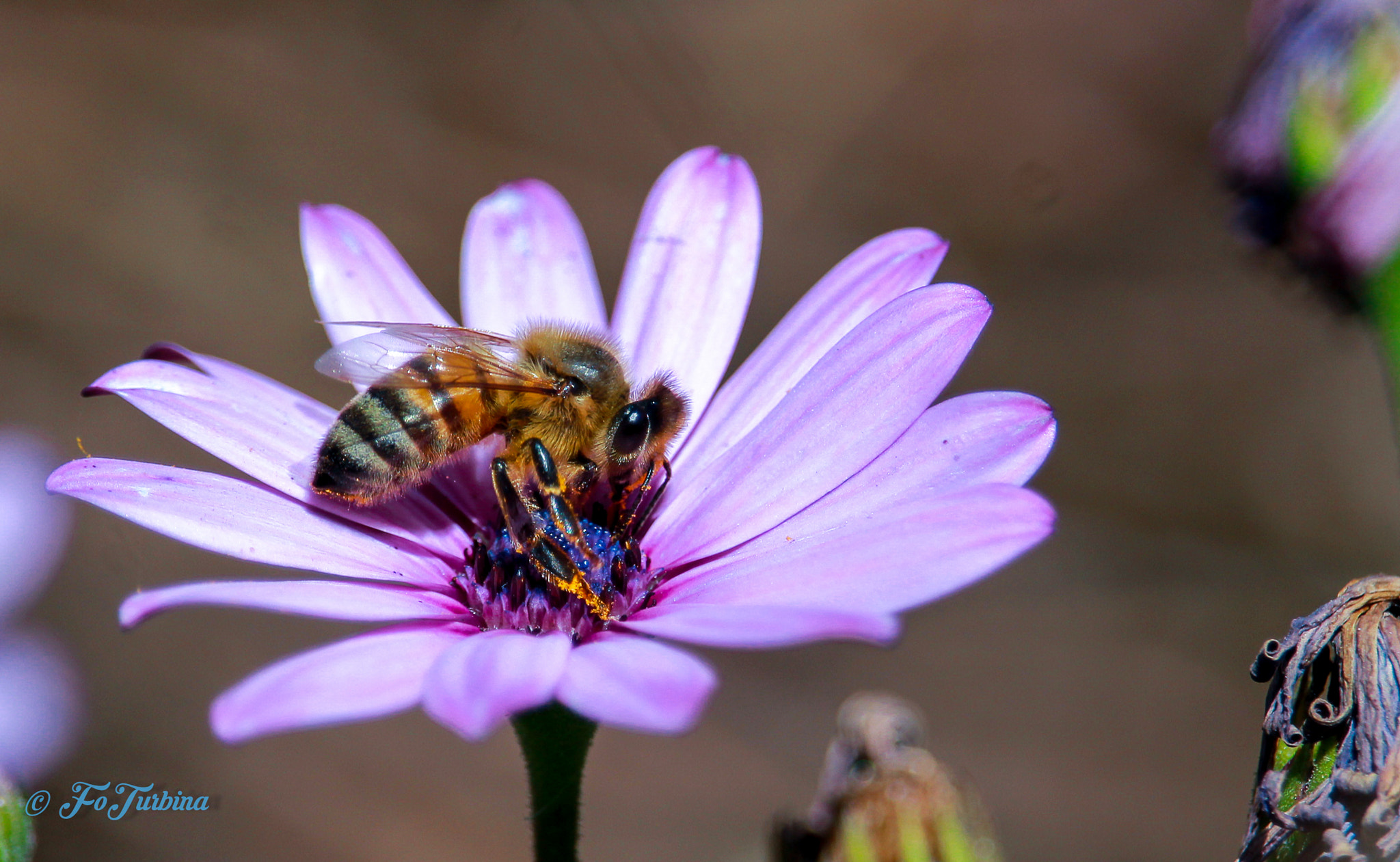 Canon EF-S 55-250mm F4-5.6 IS STM sample photo. Floewerbee photography