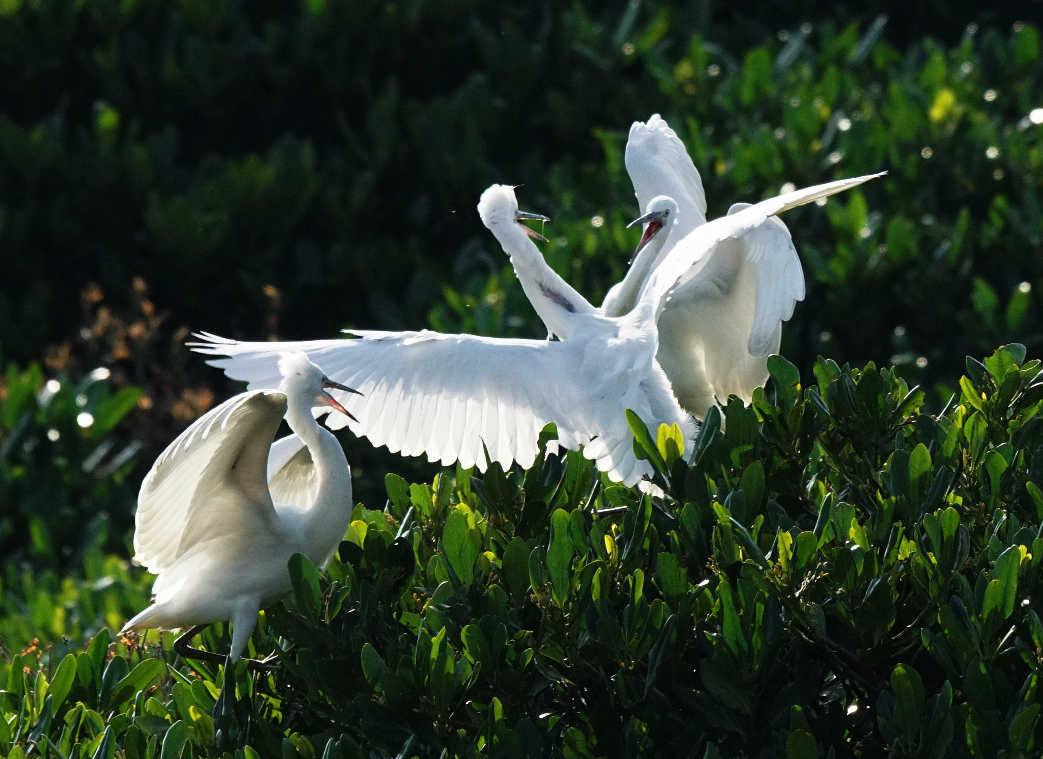 Sony 70-400mm F4-5.6 G SSM II sample photo. Trio photography