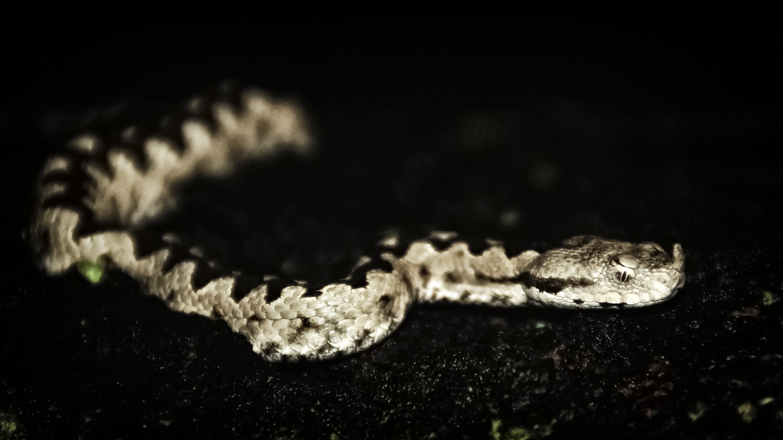 Sony SLT-A37 sample photo. Vipera ammodytes ammodytes photography