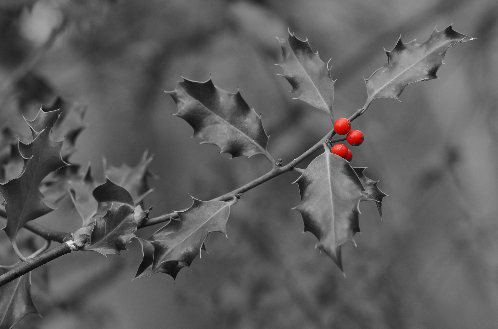 Sony SLT-A57 sample photo. Un peu de rouge photography