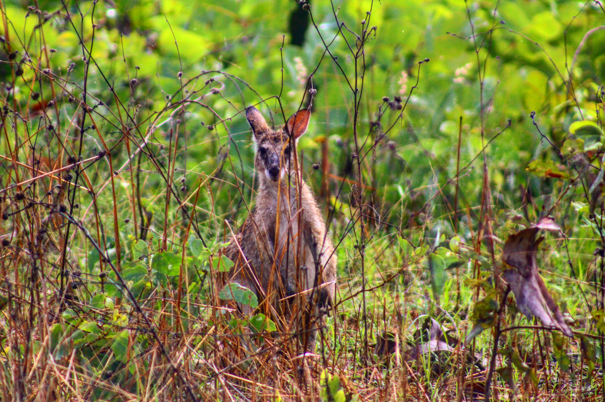 Canon EF 75-300mm f/4-5.6 USM sample photo. Wallaby in katharine natural park in australia photography