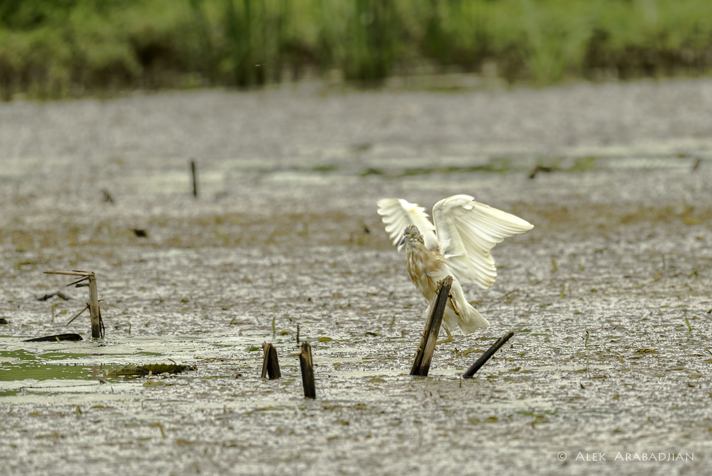 Nikon AF-S Nikkor 800mm F5.6E FL ED VR sample photo. Cool fisher photography