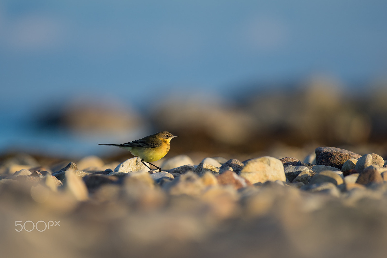 Pentax smc DA* 300mm F4.0 ED (IF) SDM sample photo. Wagtail photography