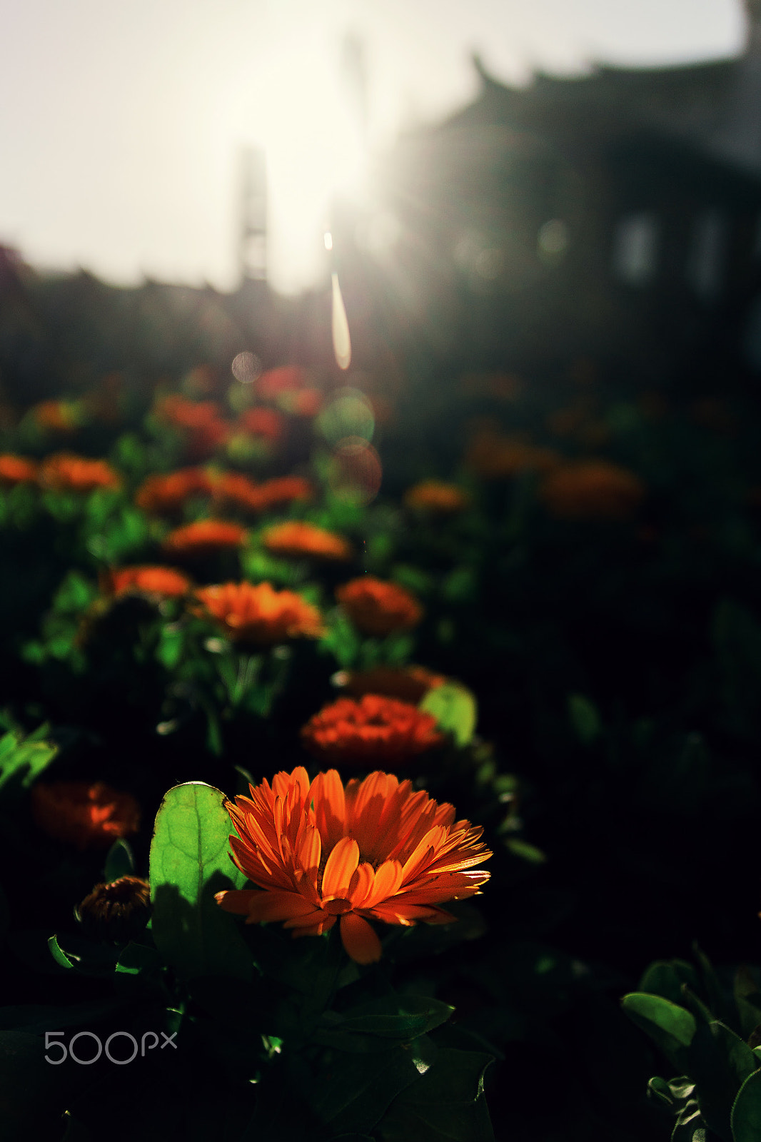 Sony SLT-A57 sample photo. Flower photography