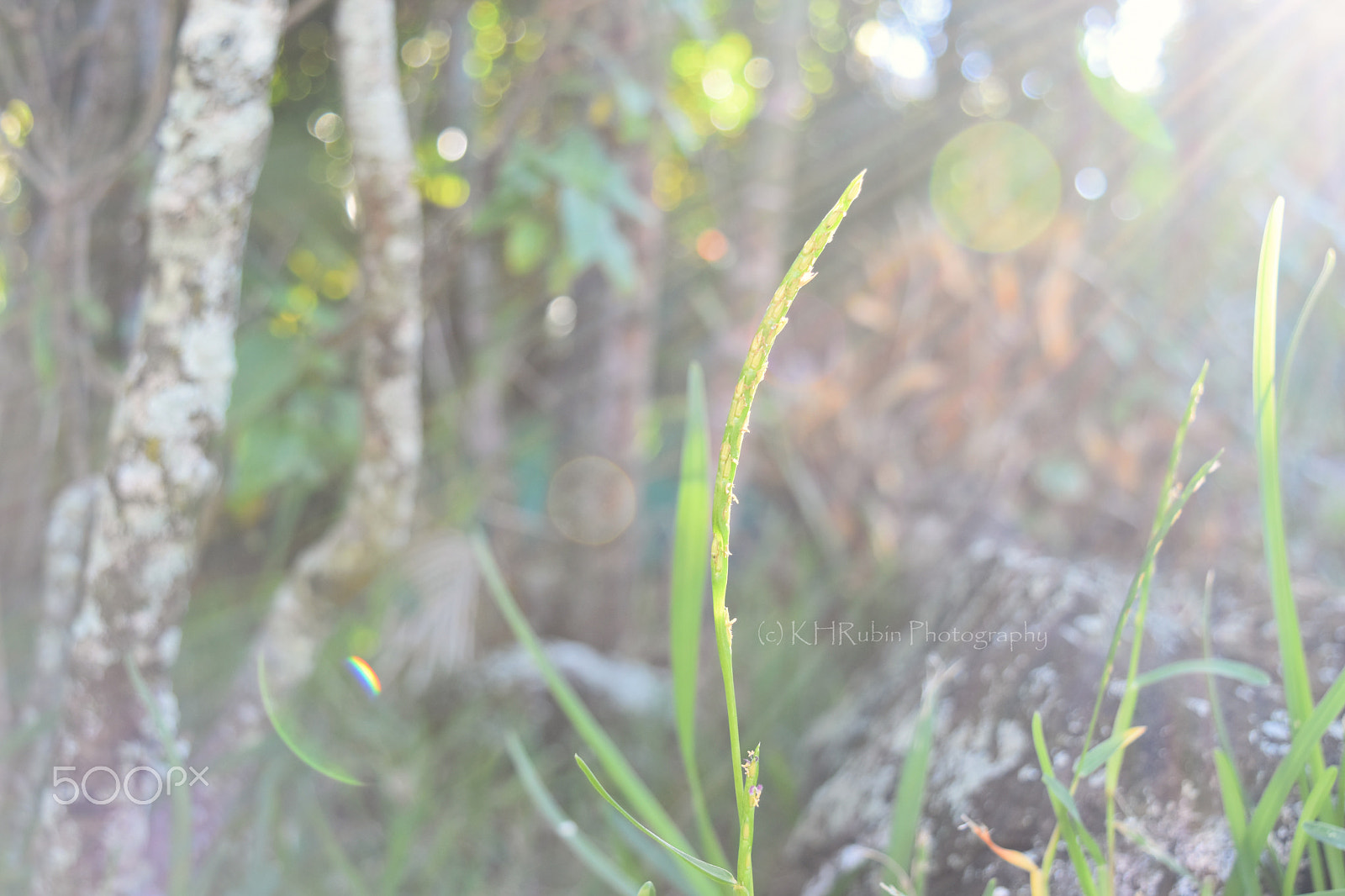 Sigma 18-200mm F3.5-6.3 DC OS HSM sample photo. New year's sunshine photography