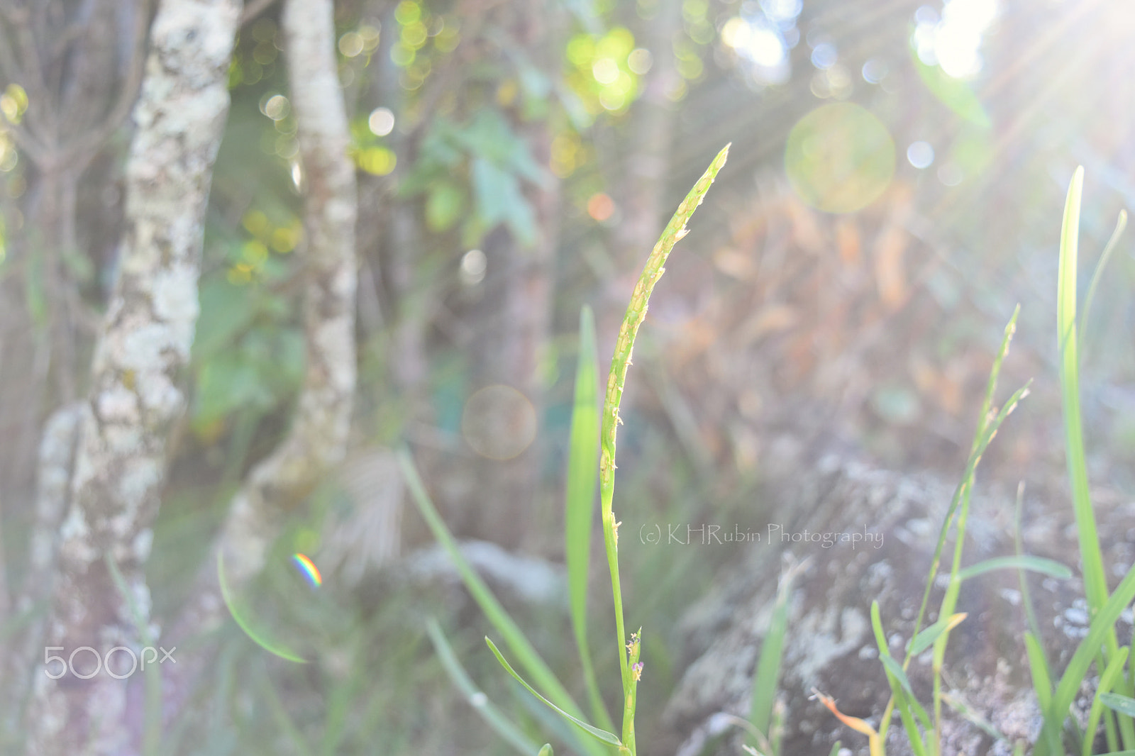 Nikon D5500 + Sigma 18-200mm F3.5-6.3 DC OS HSM sample photo. New year's sunshine photography