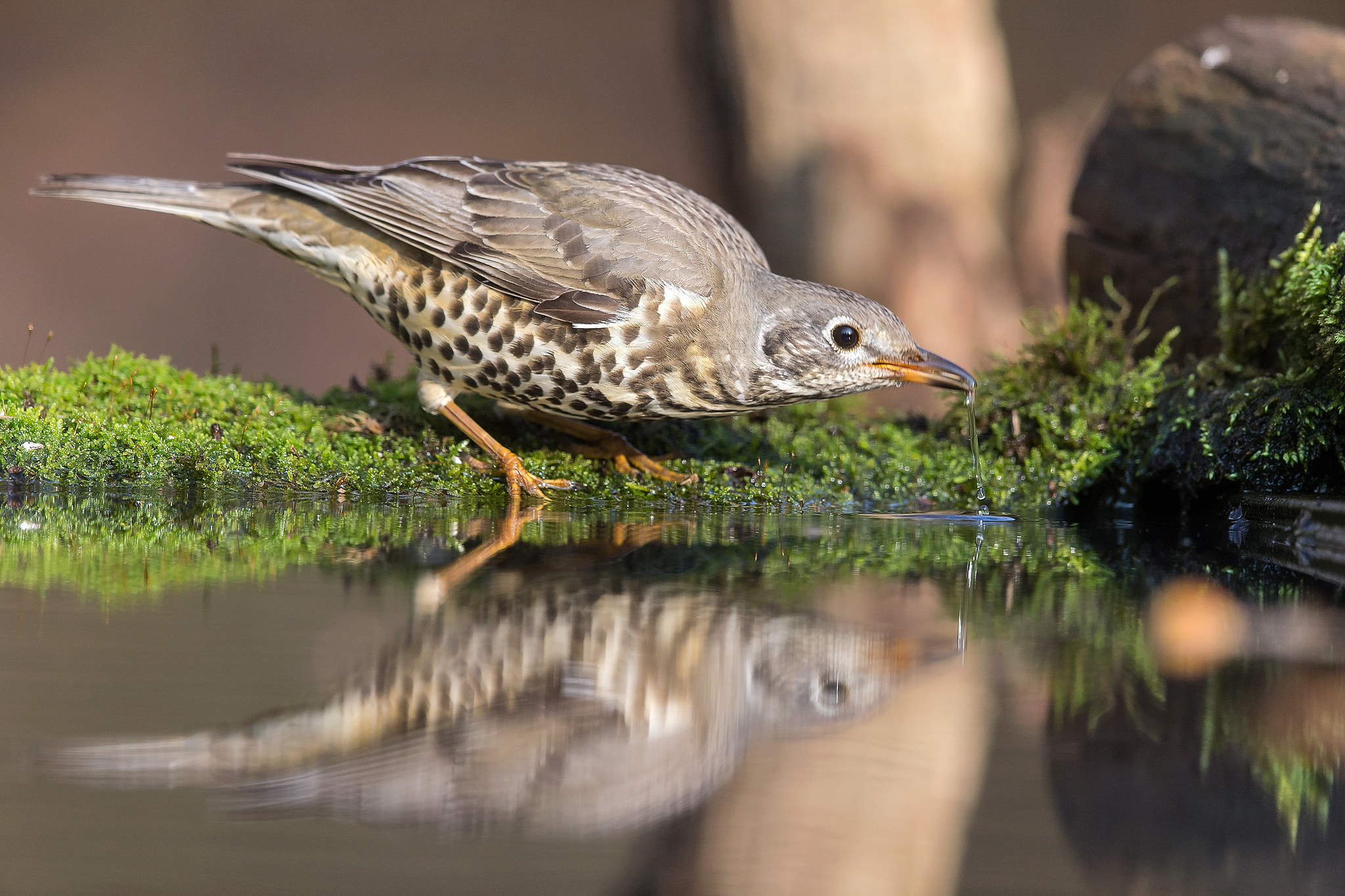 Canon EF 600mm F4L IS II USM sample photo. Tordela photography