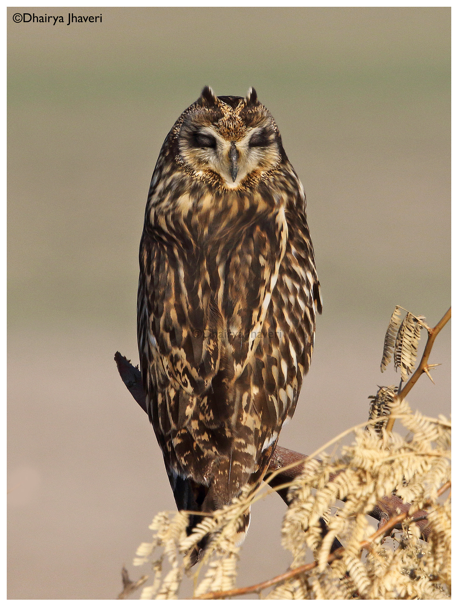 Canon EF 500mm F4L IS II USM sample photo. Short-eared owl photography