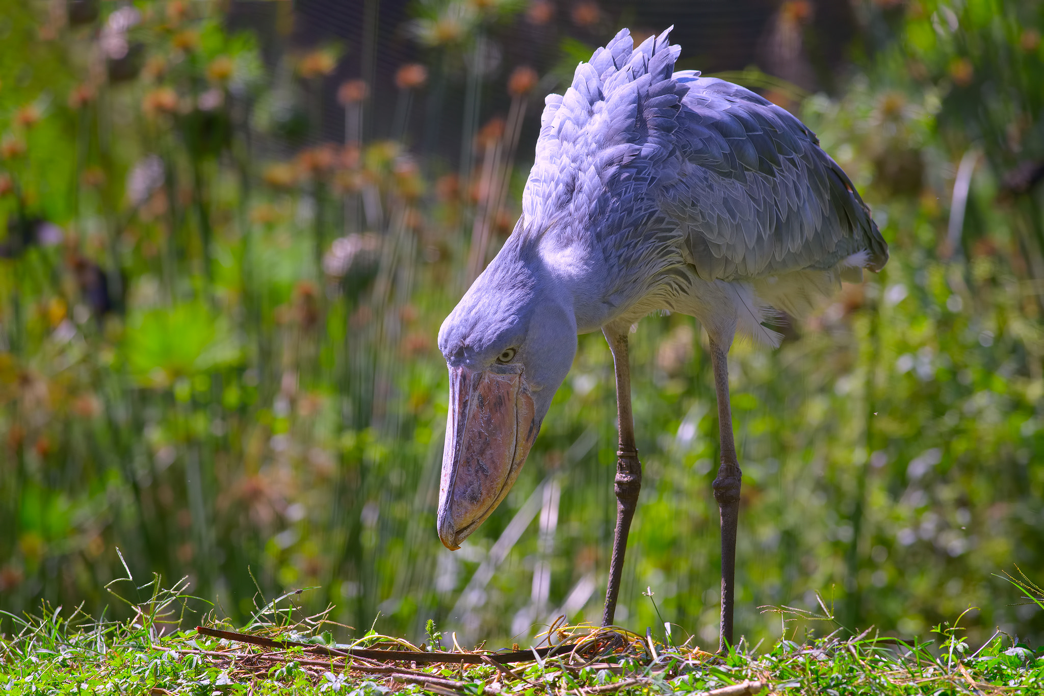 Nikon D4 + Nikon AF-S Nikkor 300mm F4D ED-IF sample photo. Shoebill (balaeniceps rex) photography