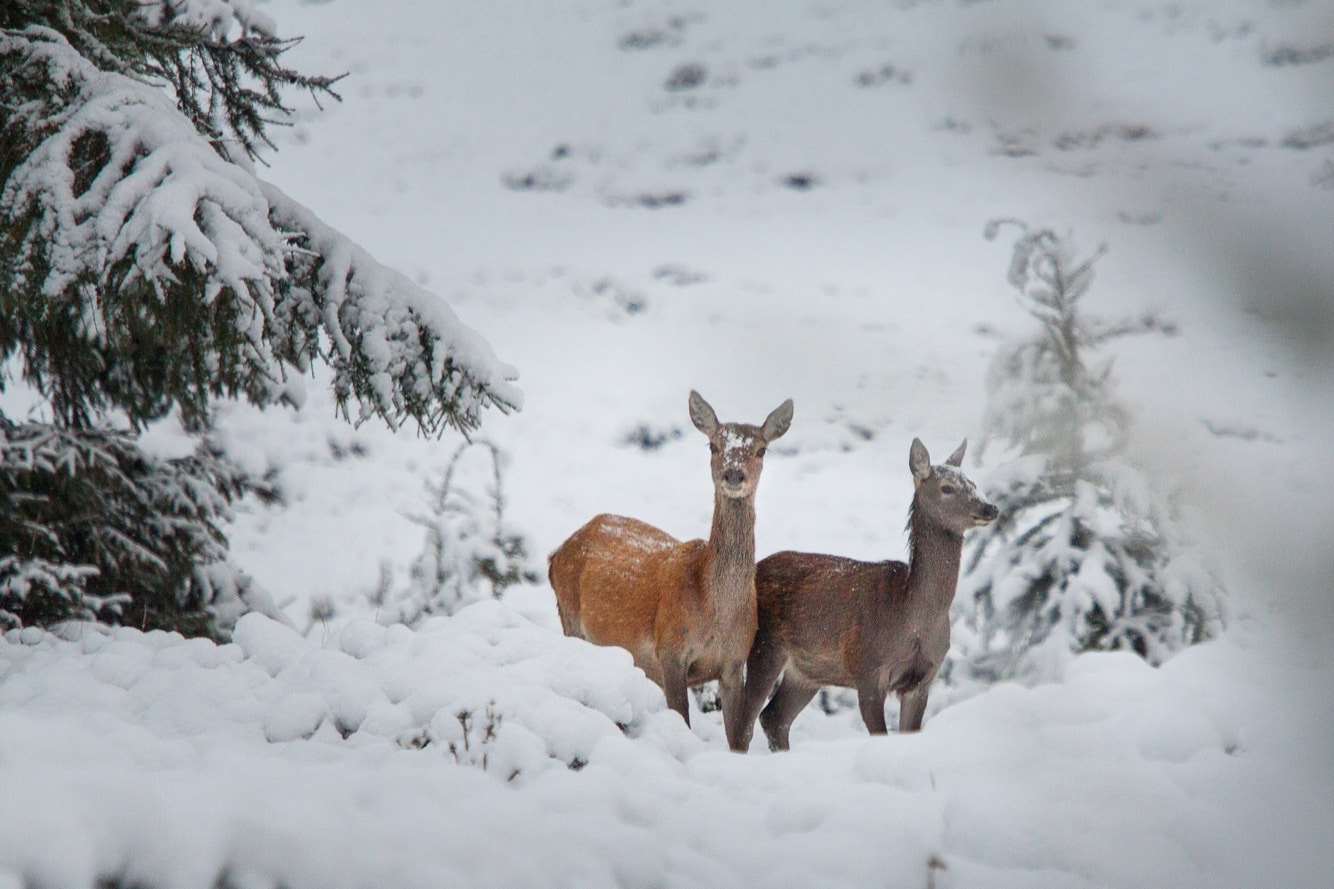 Canon EF 70-200mm F4L IS USM sample photo. Fawns photography