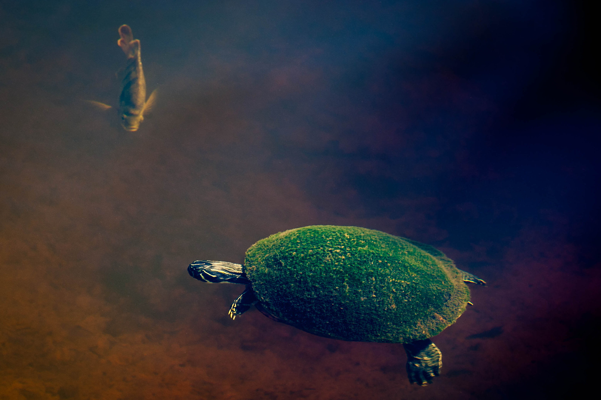 Tamron SP 70-200mm F2.8 Di VC USD sample photo. Fish and turtle photography