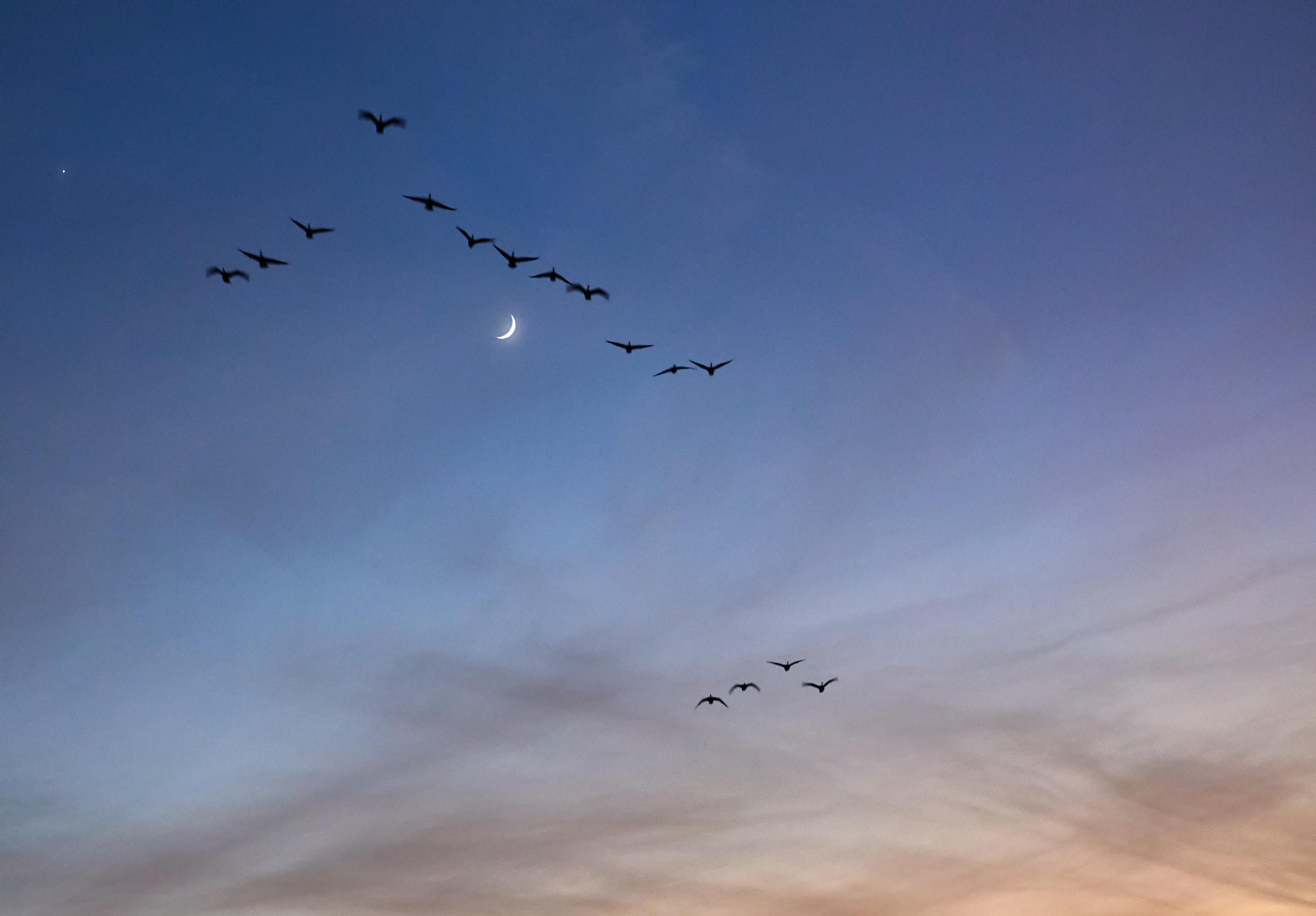 Canon EF 24-105mm F4L IS II USM sample photo. Geese and moon photography