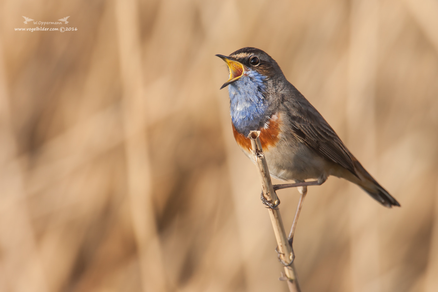 Canon EOS 5D Mark II + Canon EF 600mm F4L IS USM sample photo. Blaukehlchen / bluethroat photography