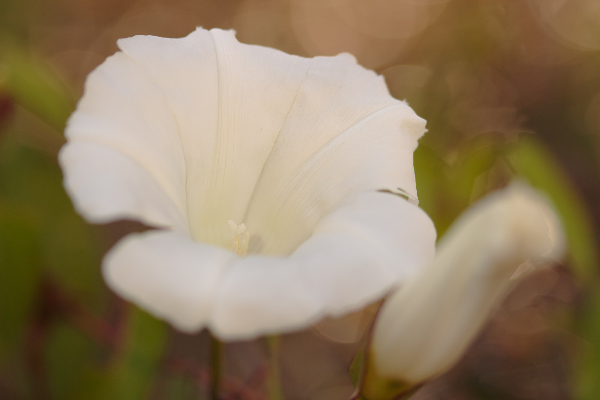 Sigma 105mm F2.8 EX DG OS HSM sample photo. Nature photography