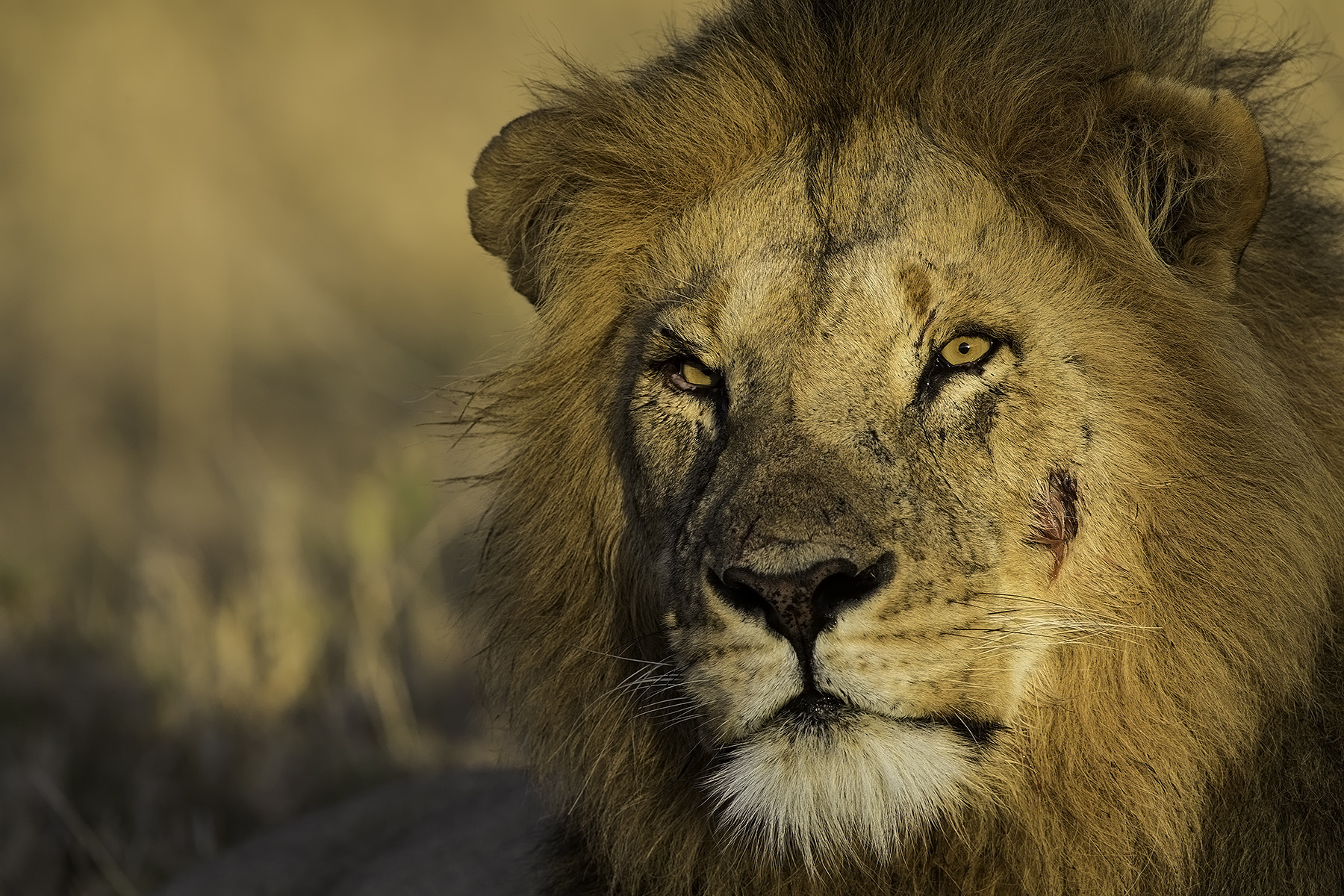 Canon EF 600mm F4L IS II USM sample photo. Stare photography