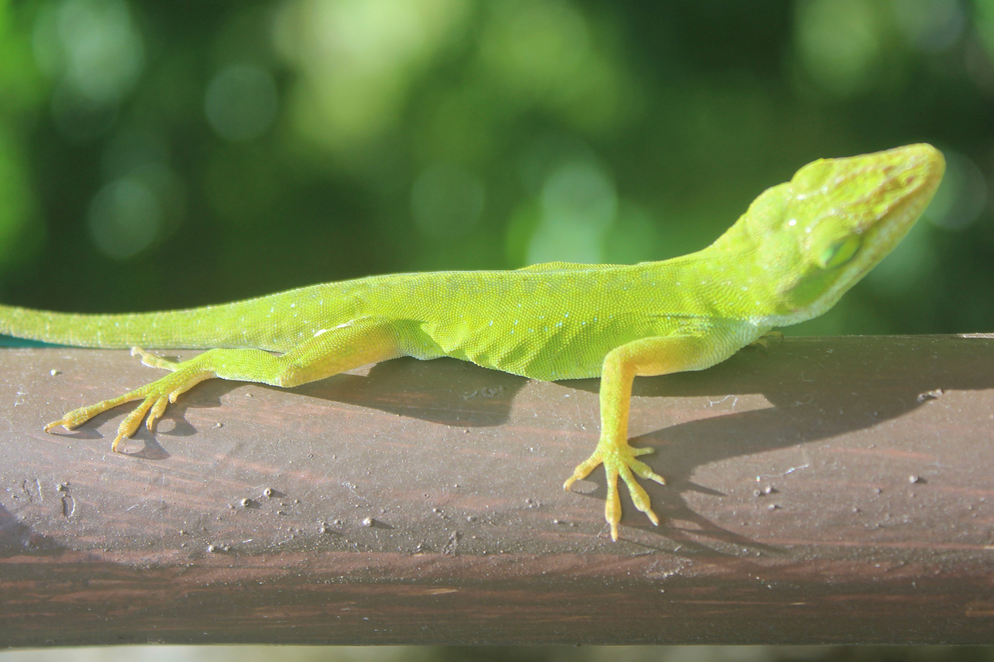 Canon EF-S 18-55mm F3.5-5.6 IS sample photo. Just a lizard photography