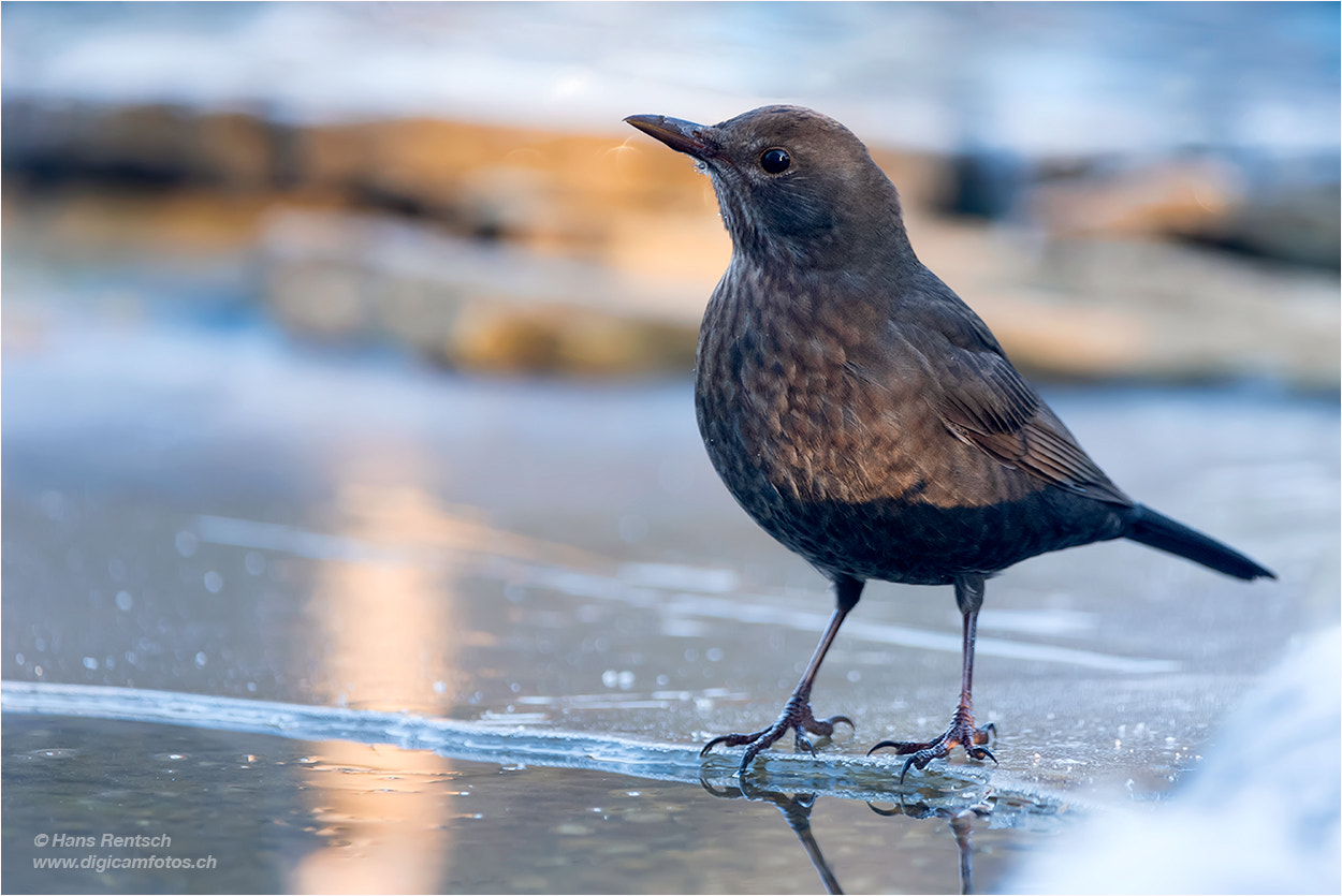 Nikon D5 sample photo. Soll ich oder soll ich nicht baden.... photography