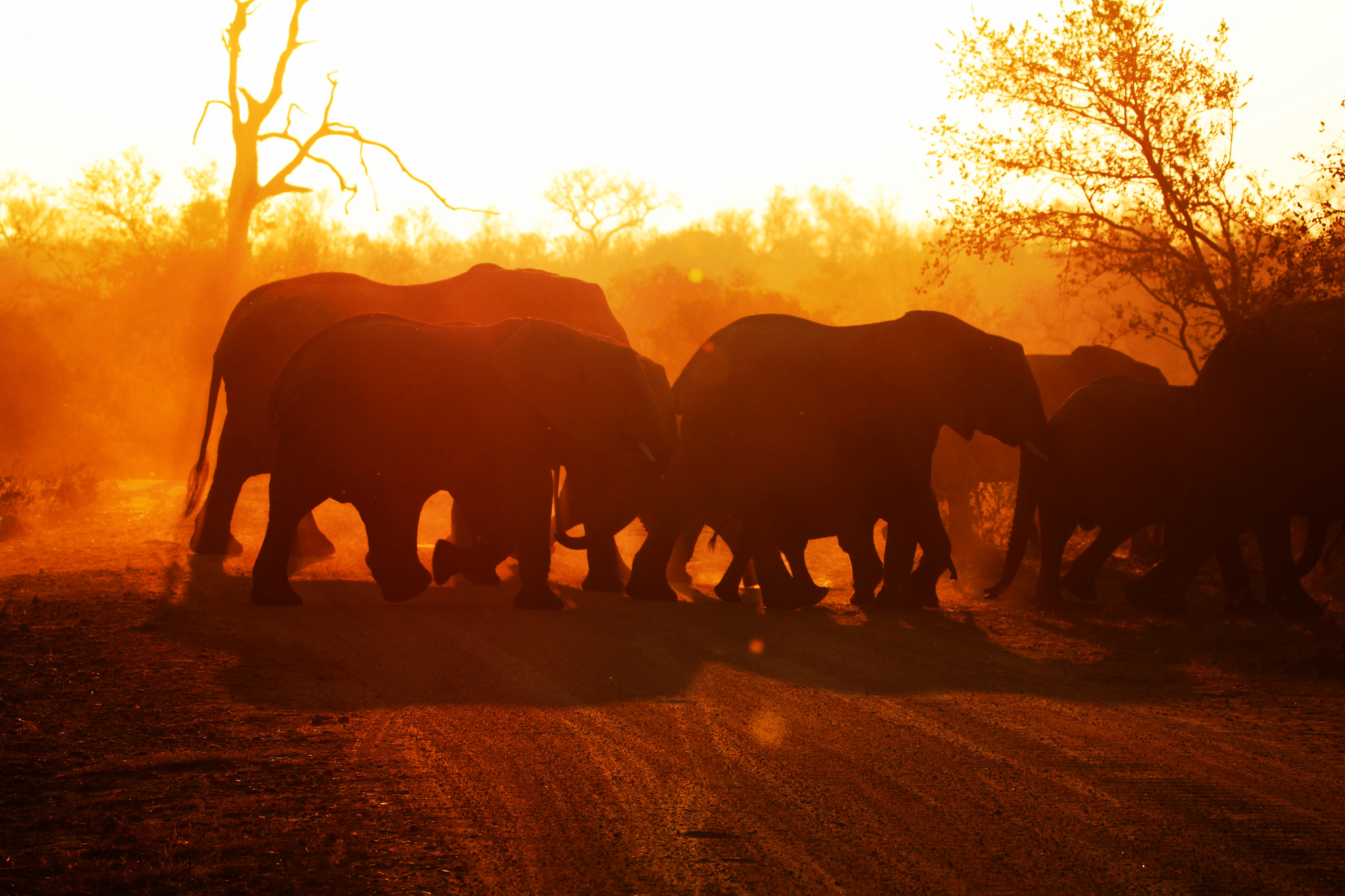 Sigma 150-600mm F5-6.3 DG OS HSM | C sample photo. Elephant sunset photography