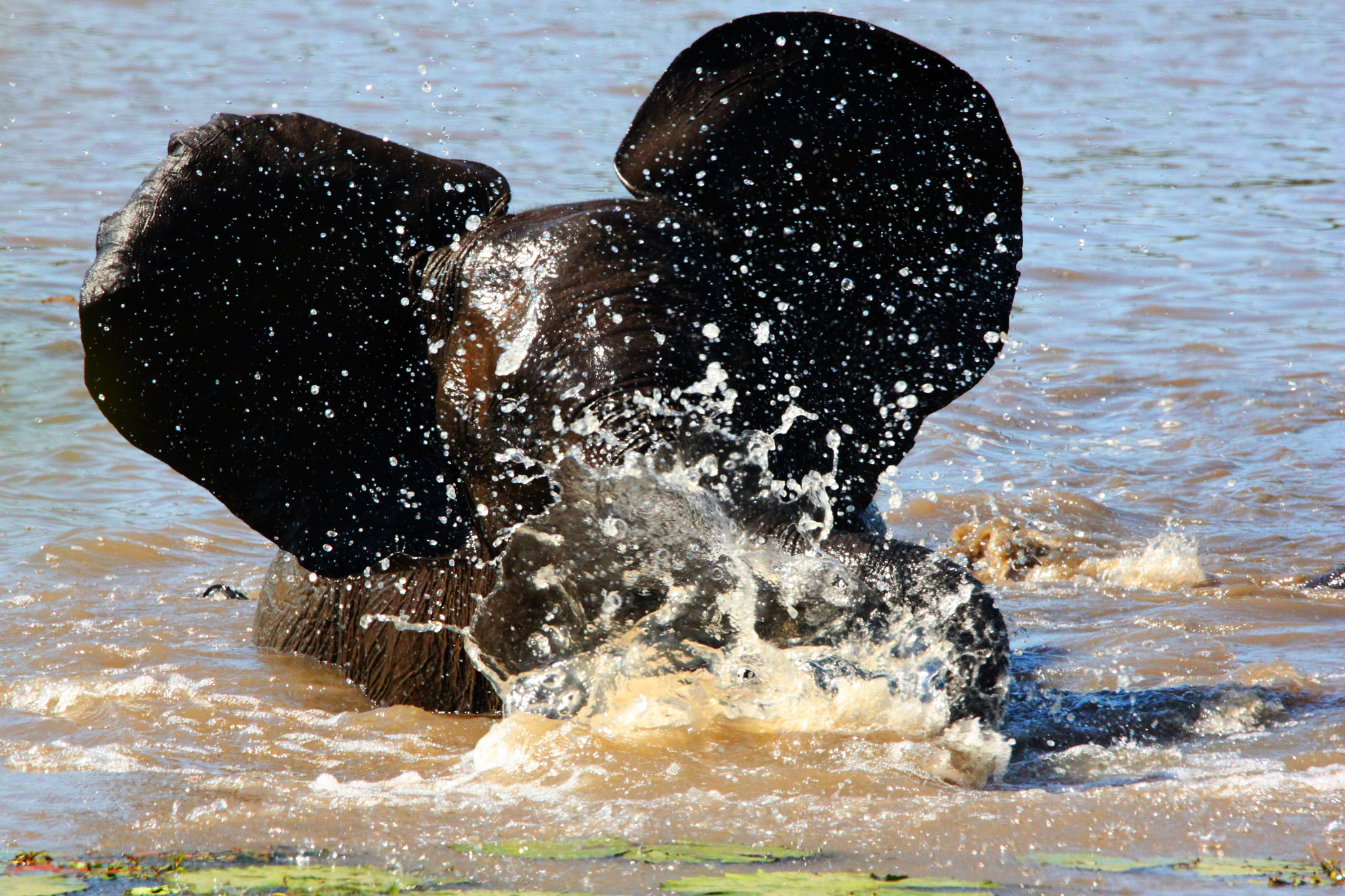 Canon EOS 500D (EOS Rebel T1i / EOS Kiss X3) + Sigma 150-600mm F5-6.3 DG OS HSM | C sample photo. Elephant playing with water photography