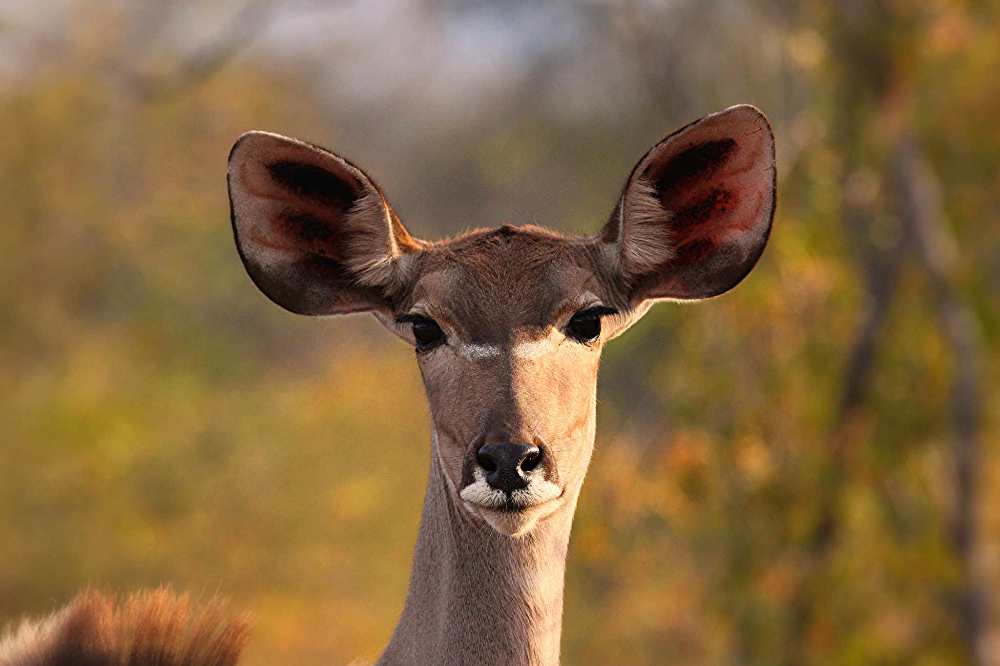 Sigma 150-600mm F5-6.3 DG OS HSM | C sample photo. Nyala photography