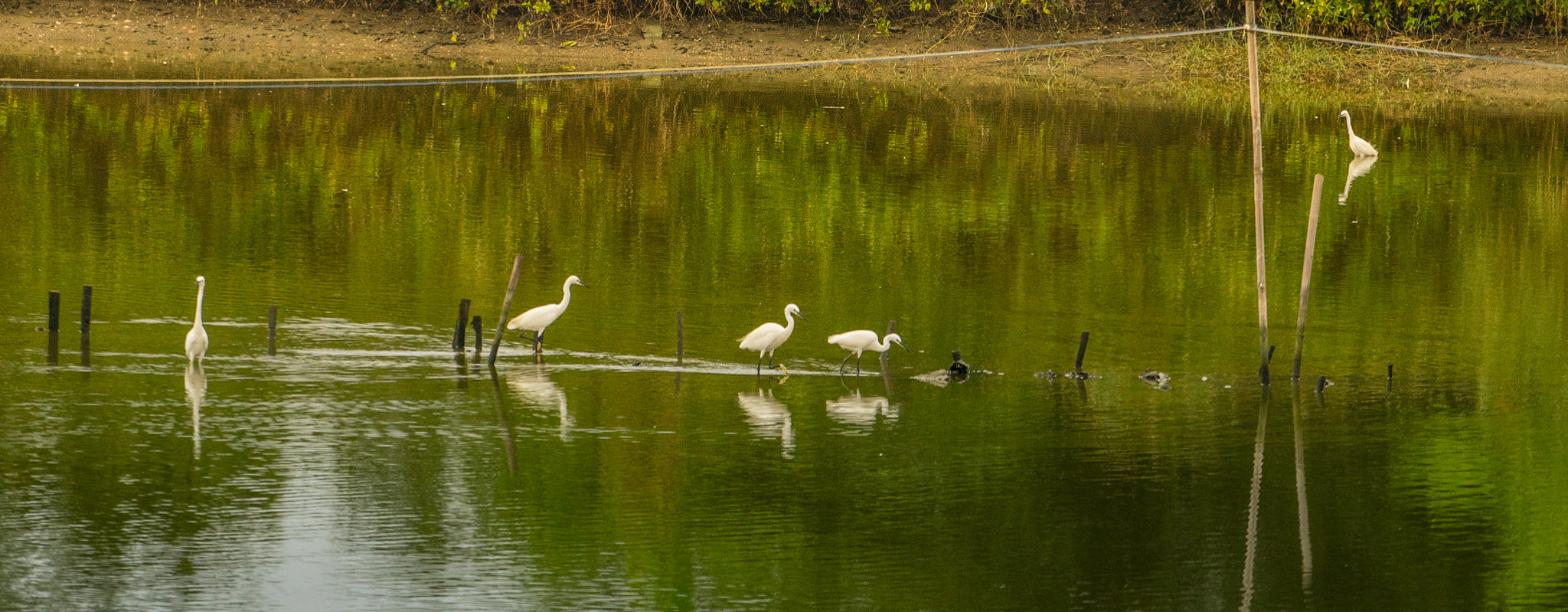 Sony a7R + Sony FE 70-200mm F4 G OSS sample photo. 惠东 photography