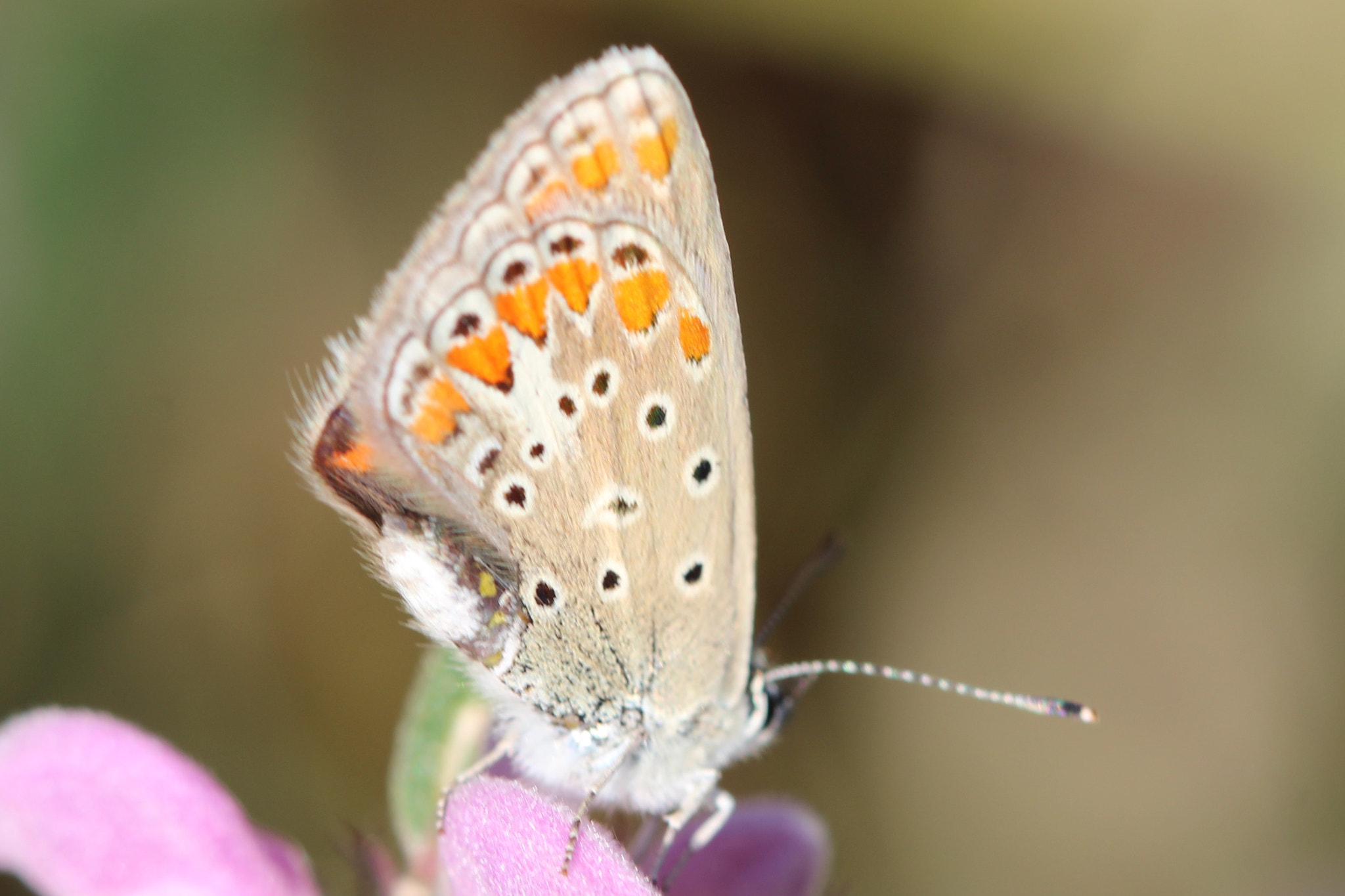 Canon EF 100mm F2.8 Macro USM sample photo. Happiness is a butterfly, which when pursued, is a ... photography
