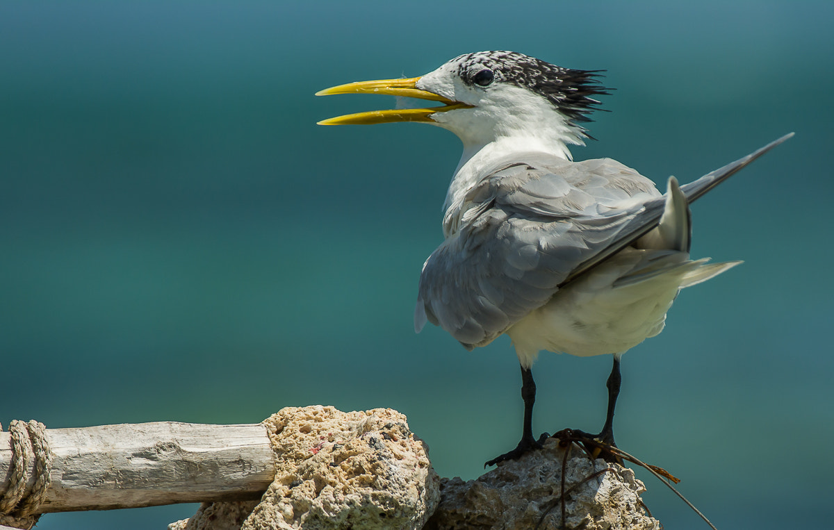Nikon AF-S Nikkor 200-400mm F4G ED-IF VR sample photo. Swift tern photography