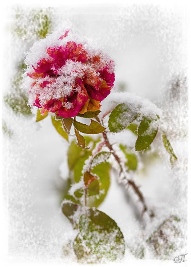 Canon EOS M3 + Canon EF 85mm F1.8 USM sample photo. Ingré rose du jardin #1128 photography