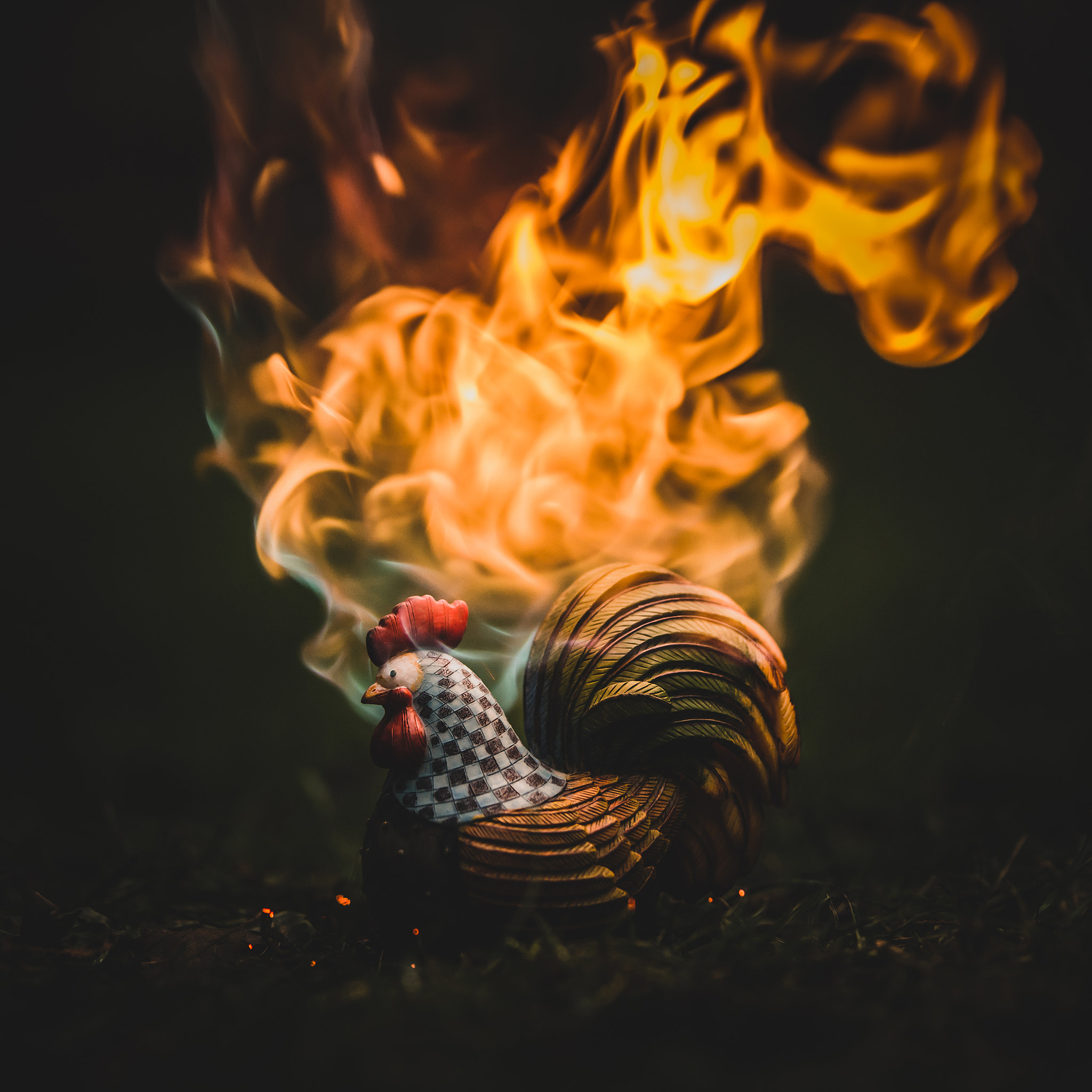 Nikon D600 sample photo. Rooster photography
