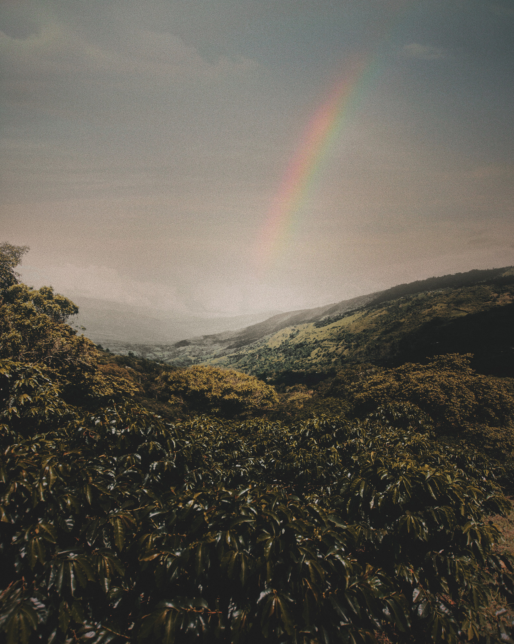 Sigma 10-20mm F3.5 EX DC HSM sample photo. Exploring colombian's famous coffee farms in la plata, huila. photography
