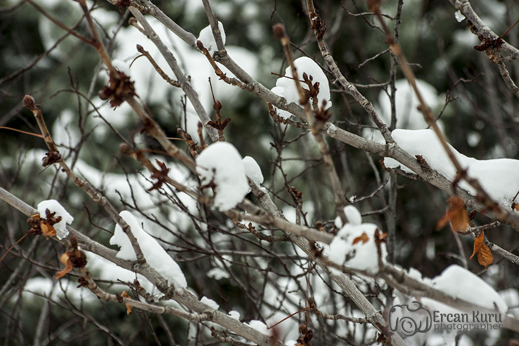 Canon EOS 40D sample photo. Winner photography