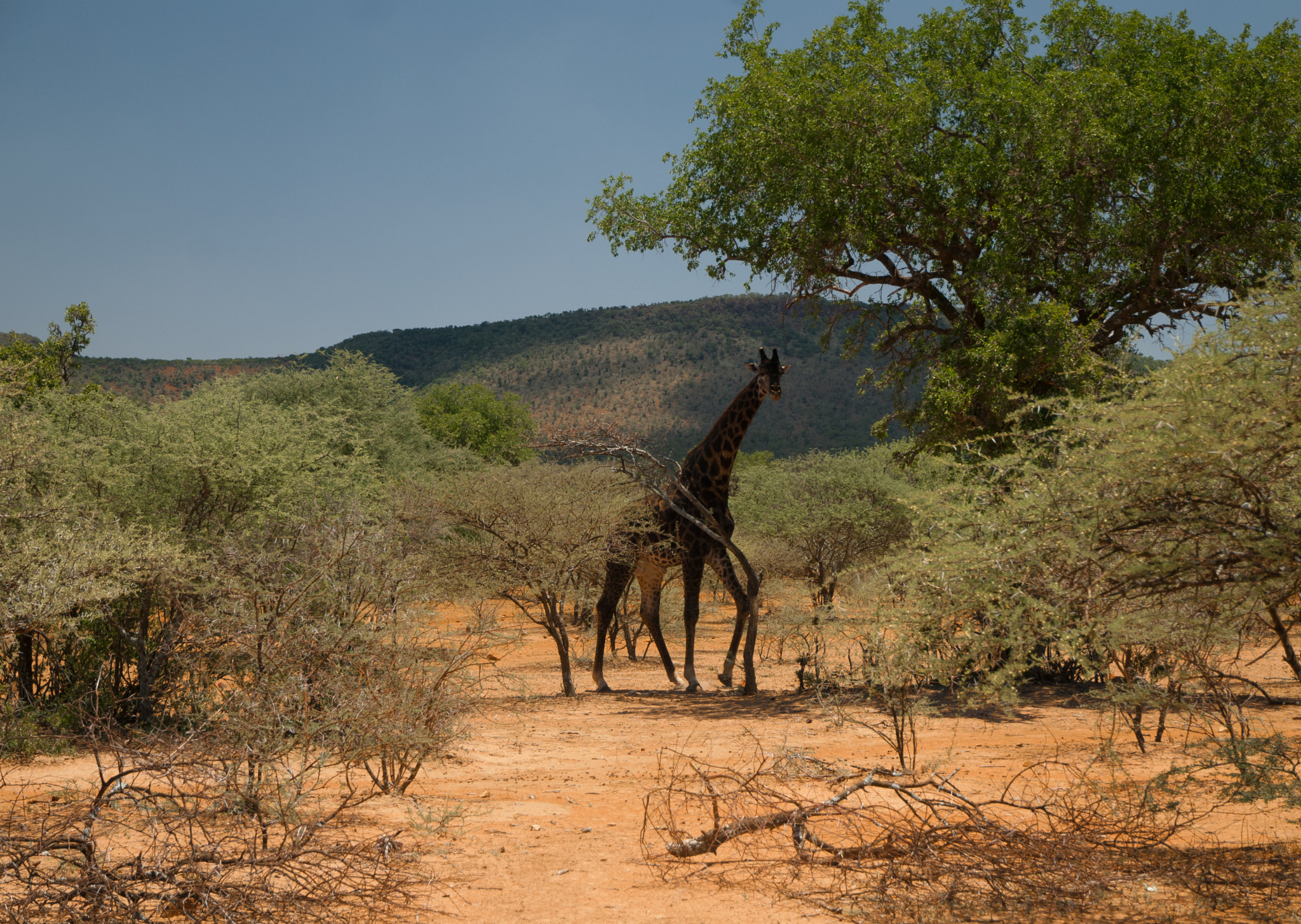 Nikon D80 sample photo. Giraffe photography