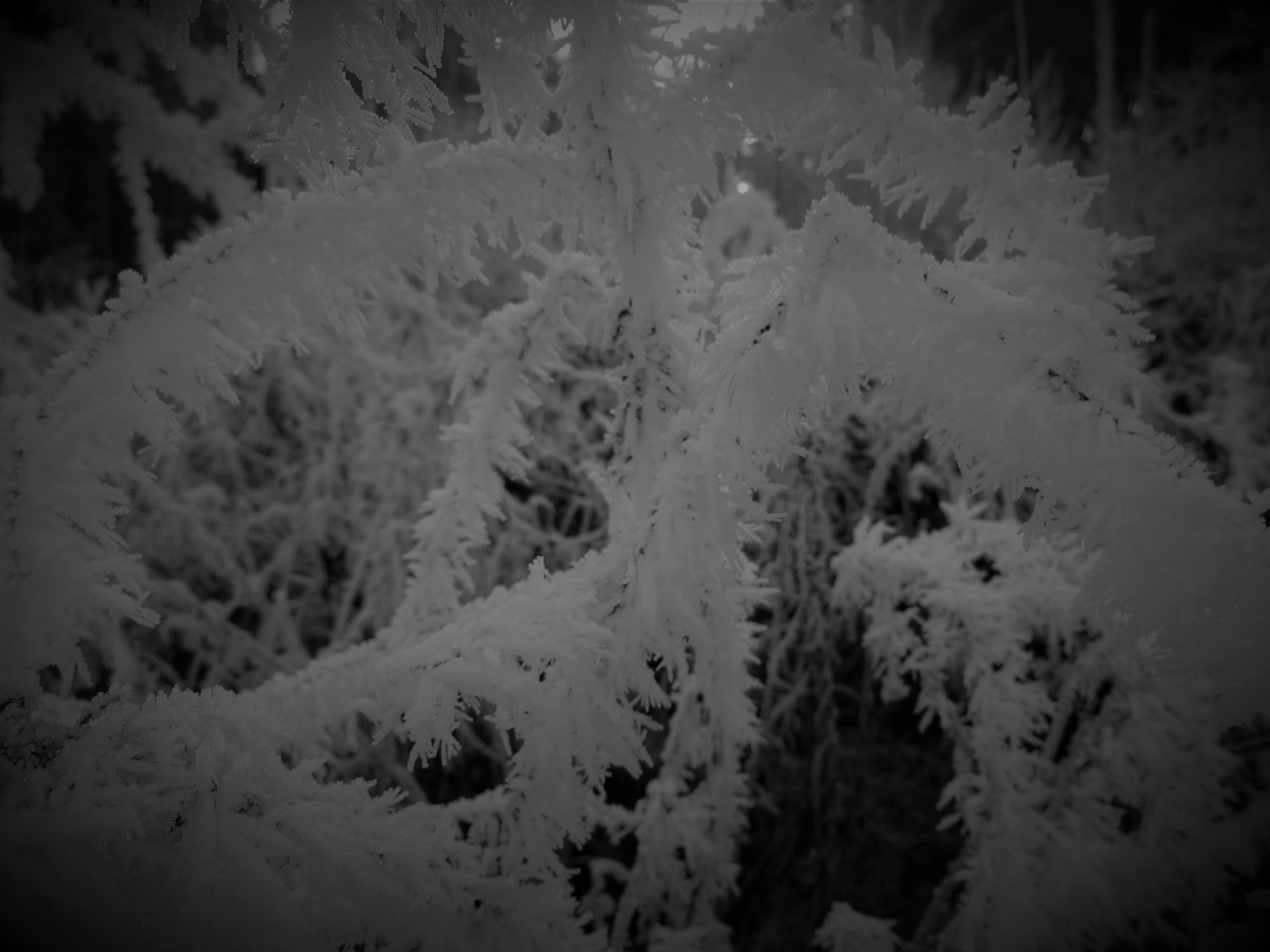 Sony Cyber-shot DSC-WX220 sample photo. Cold winterday photography