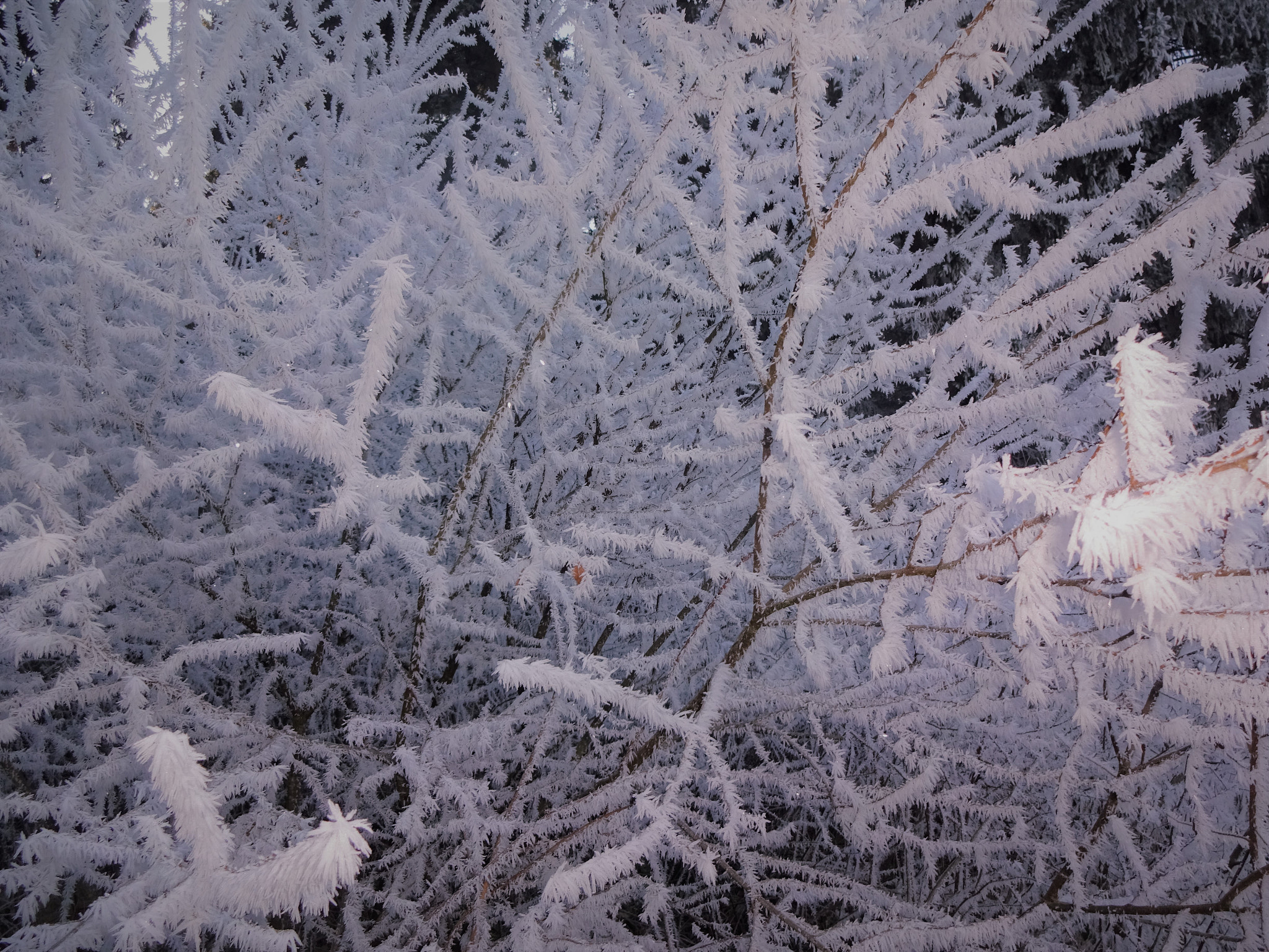 Sony Cyber-shot DSC-WX220 sample photo. Frozen winterday photography